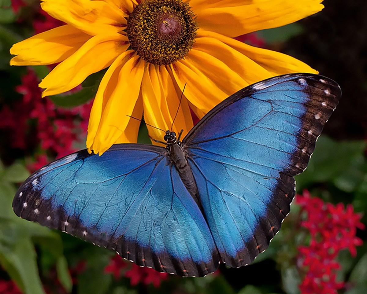 10 Prime Spots To See Butterflies In Chicago Chicago News Wttw