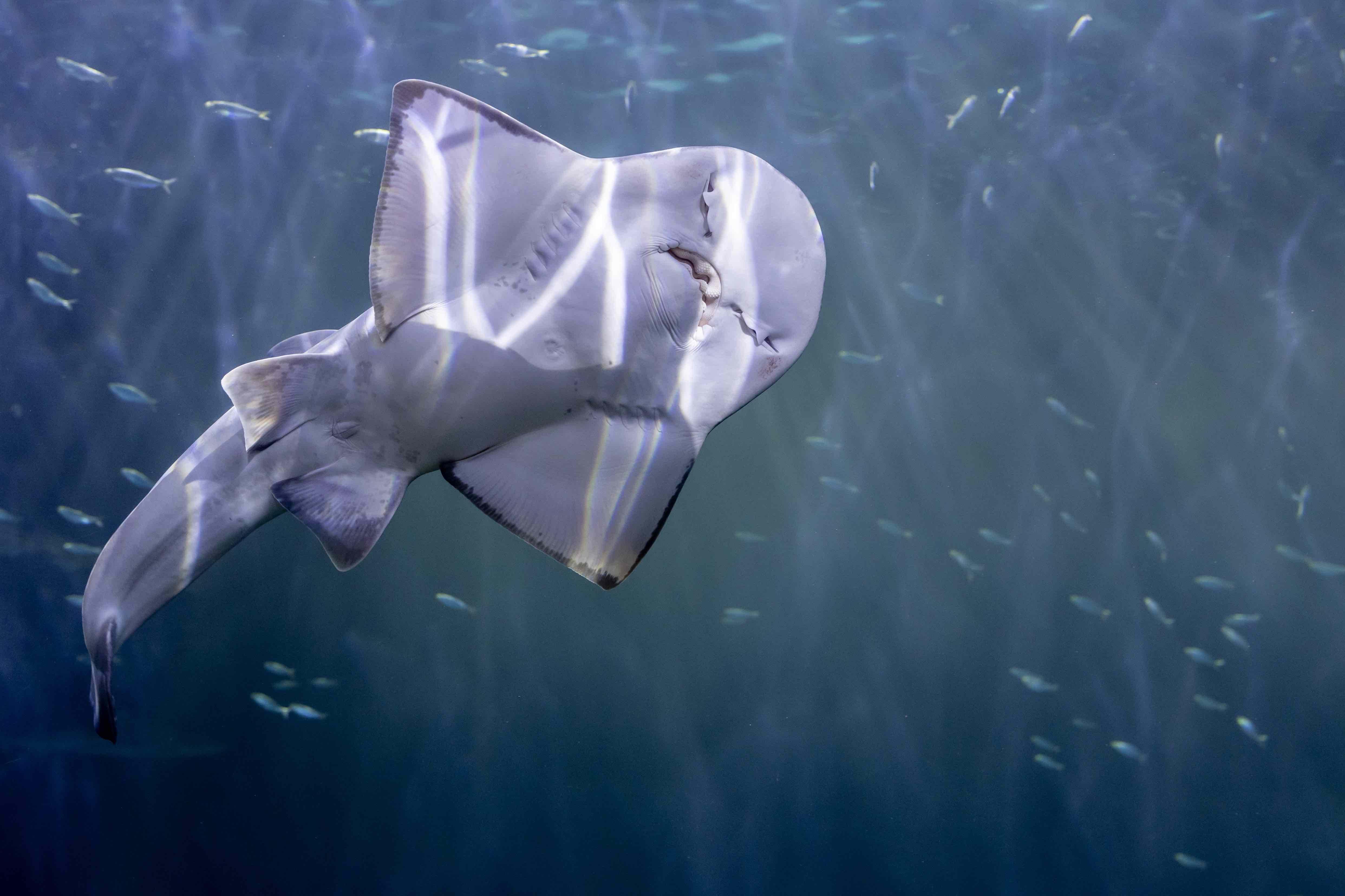 These Baby Shark Rays Are Among the Most Threatened Marine Life on the  Planet. Shedd Aquarium is Providing Safe Harbor, Chicago News