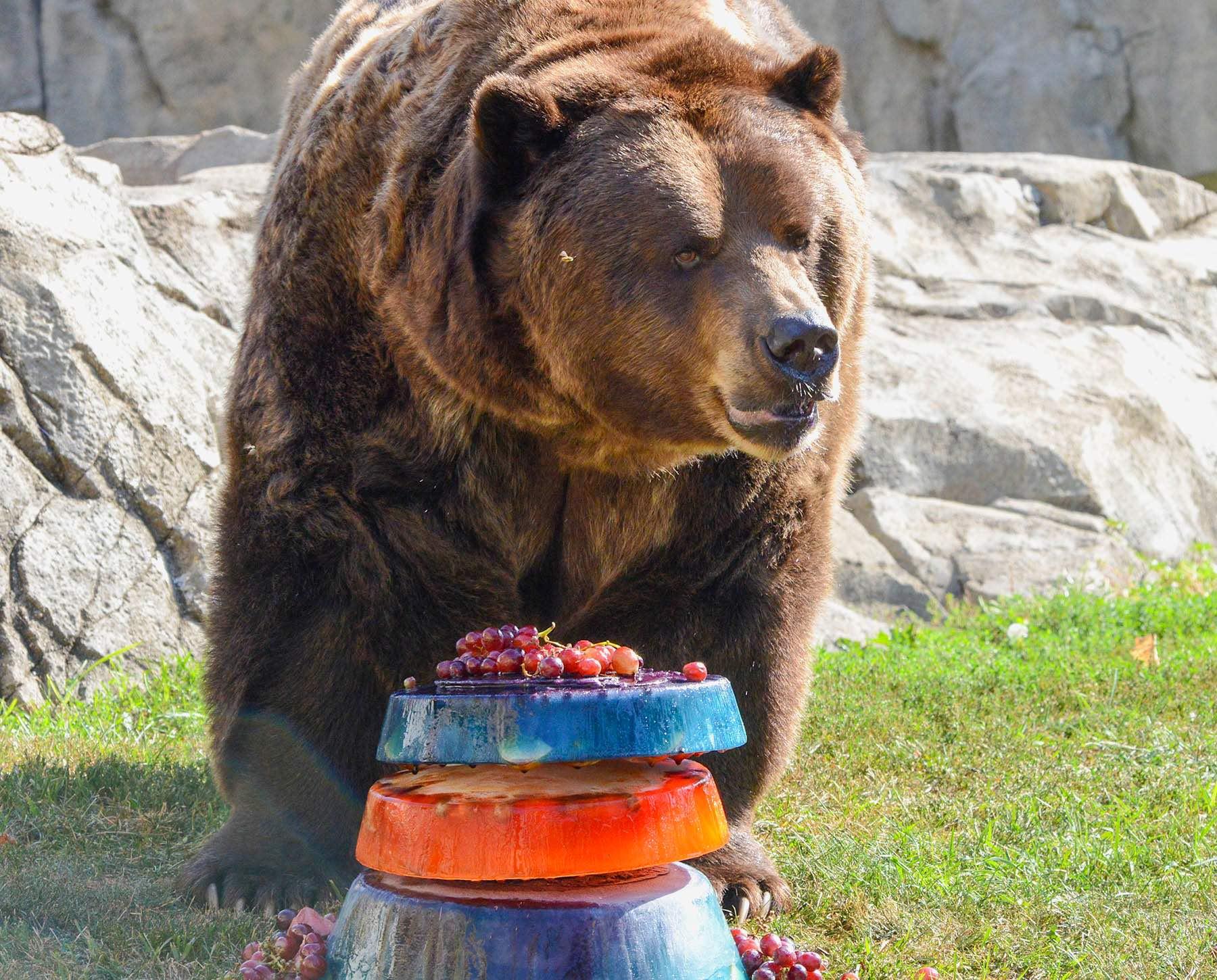  (Cathy Bazzoni / CZS-Brookfield Zoo)