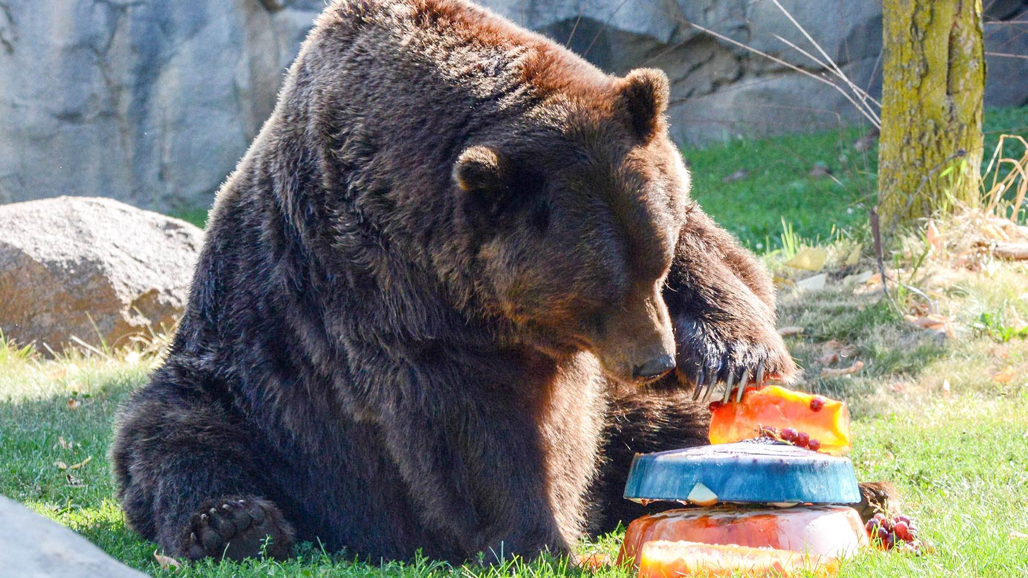  (Cathy Bazzoni / CZS-Brookfield Zoo)