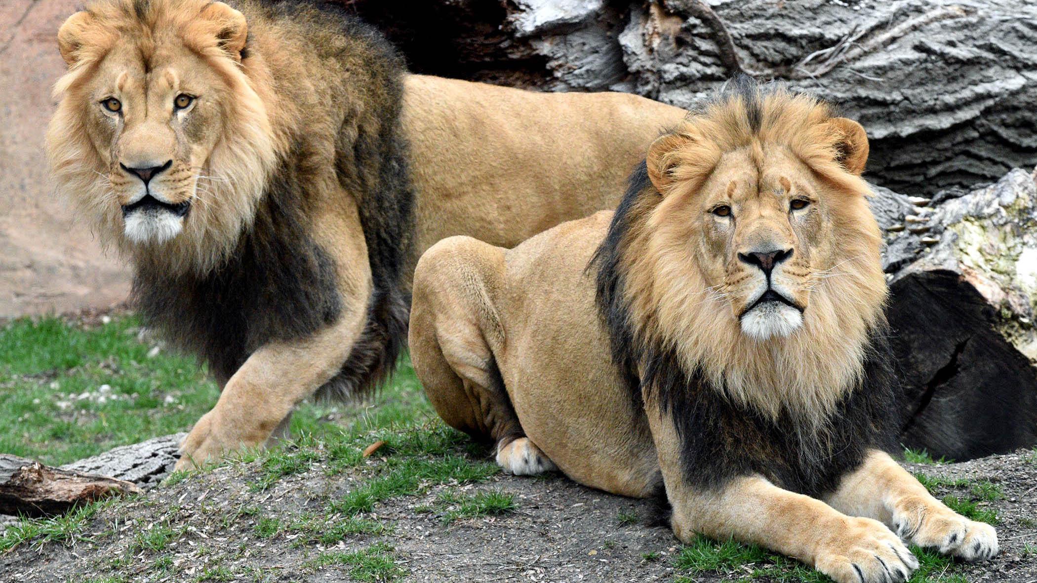 Brookfield Zoo recently welcomed a new pair of lions. (Jim Schulz / Chicago Zoological Society)