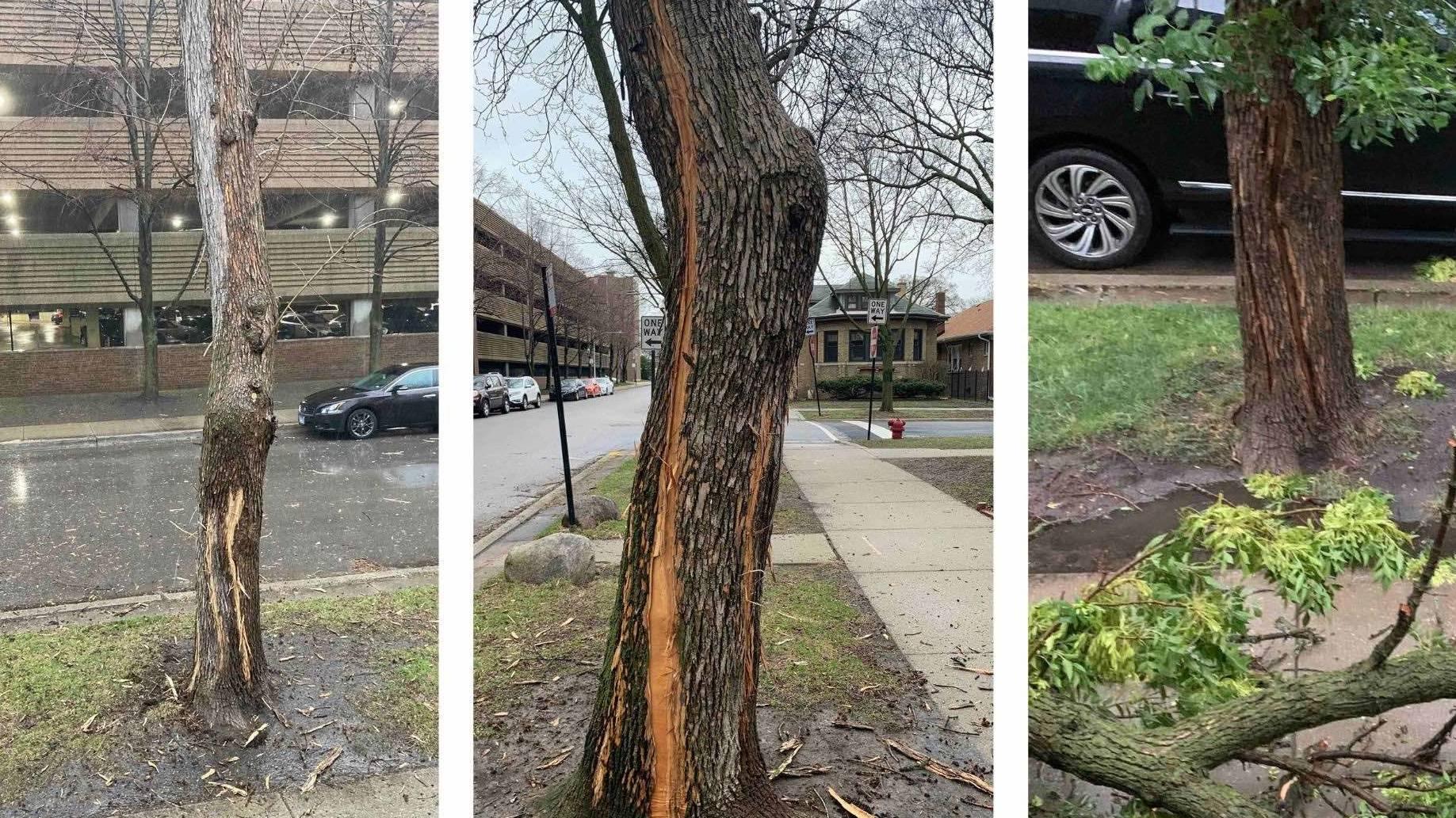 A lightning strike split the ash tree’s bark open in 2025. The tree’s relatively slim profile turned out to be misleading in terms of its age. (Courtesy of Matt McDermott and Bruce Wexelberg)