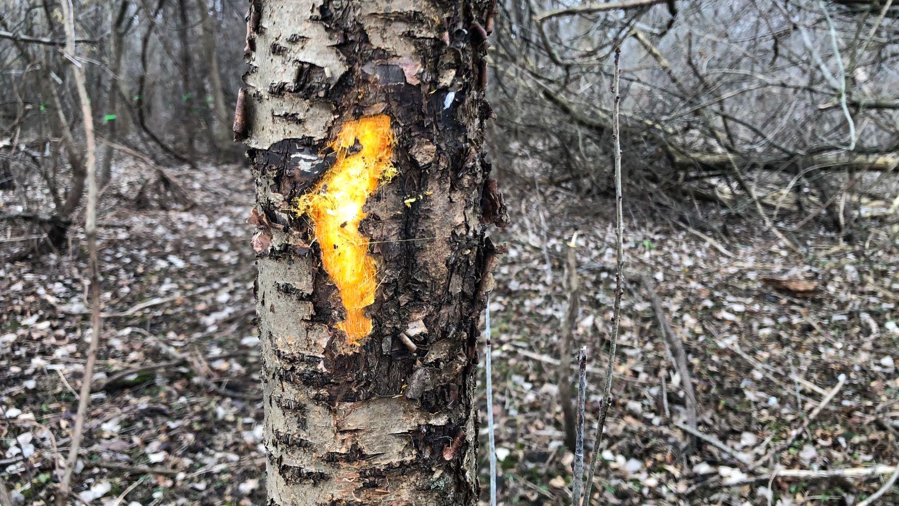 Buckthorn's telltale sweet potato color, exposed. (Patty Wetli / WTTW News)