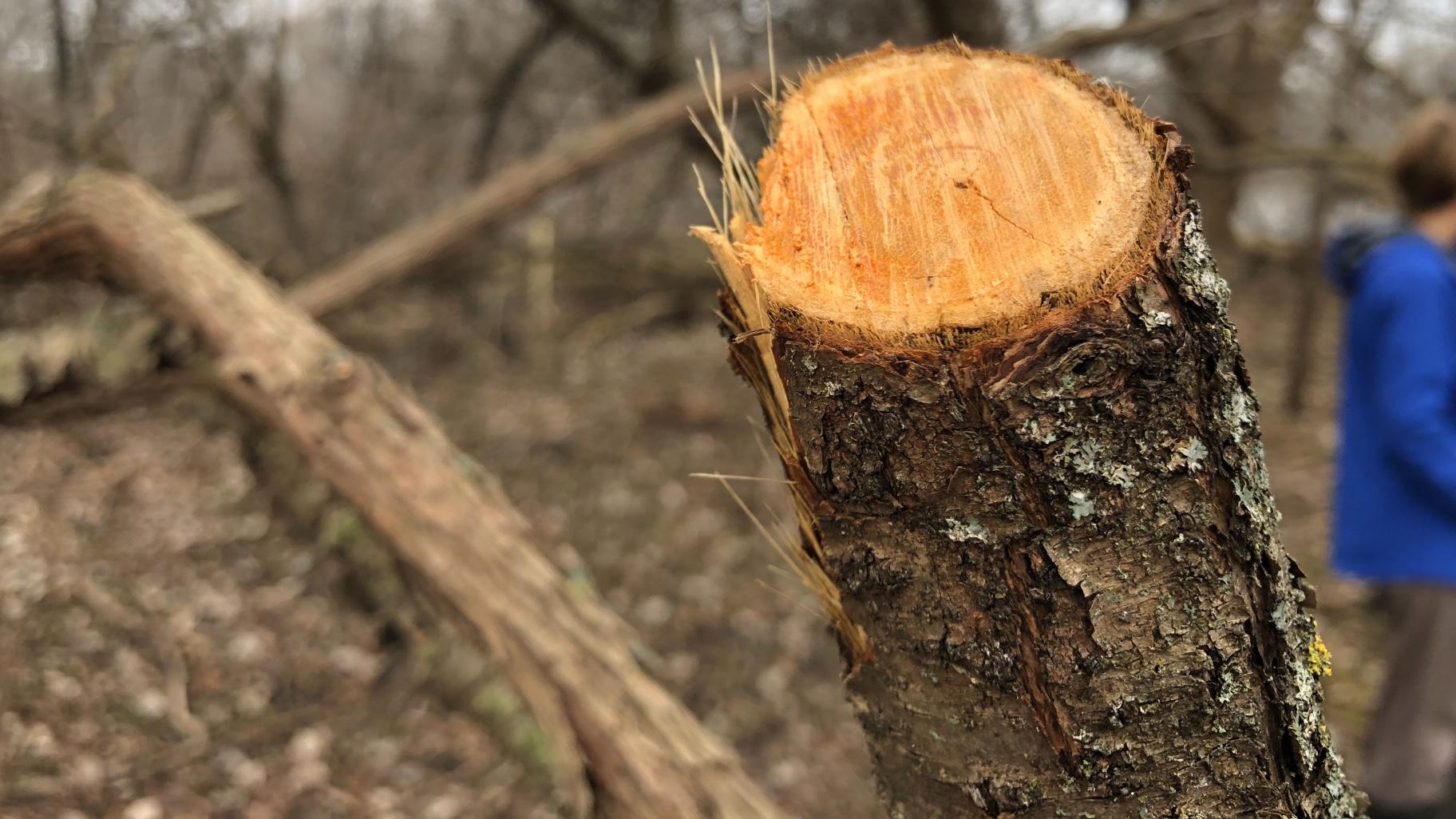 Buckthorn’s telltale orange color, similar to a sweet potato. (Patty Wetli / WTTW News)