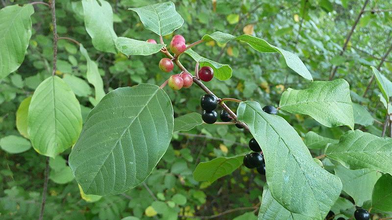 Buckthorn is spread through the seeds of its berries, which are a common food for birds. The seeds not only contain a laxative, which ensures their dispersal, but they also remain viable for years. (Lorianne DiSabato / Flickr Creative Commons)