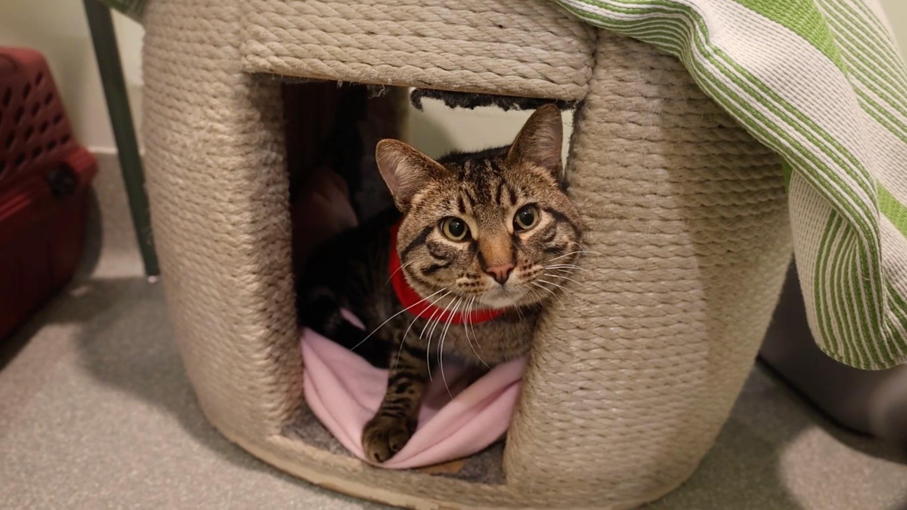 Buddy at the PAWS Chicago Adoption Center. (Courtesy of PAWS Chicago)