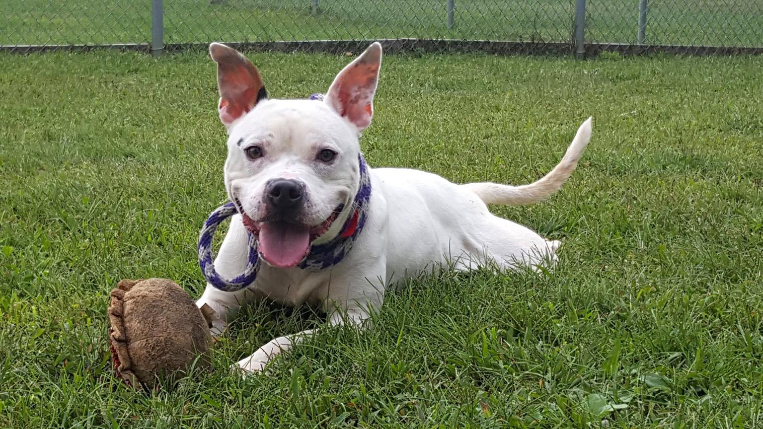 Copa is a 1-year-old male dog available for adoption through Chicago's city-run animal shelter (Chicago Animal Care and Control)