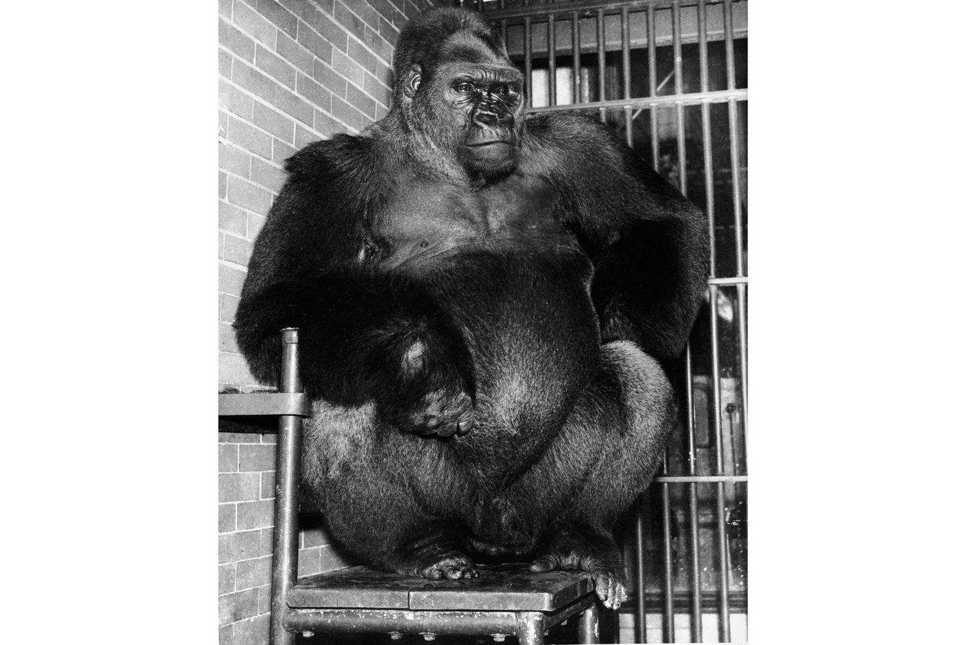 Bushman as a mature gorilla. (Courtesy of Lincoln Park Zoo)
