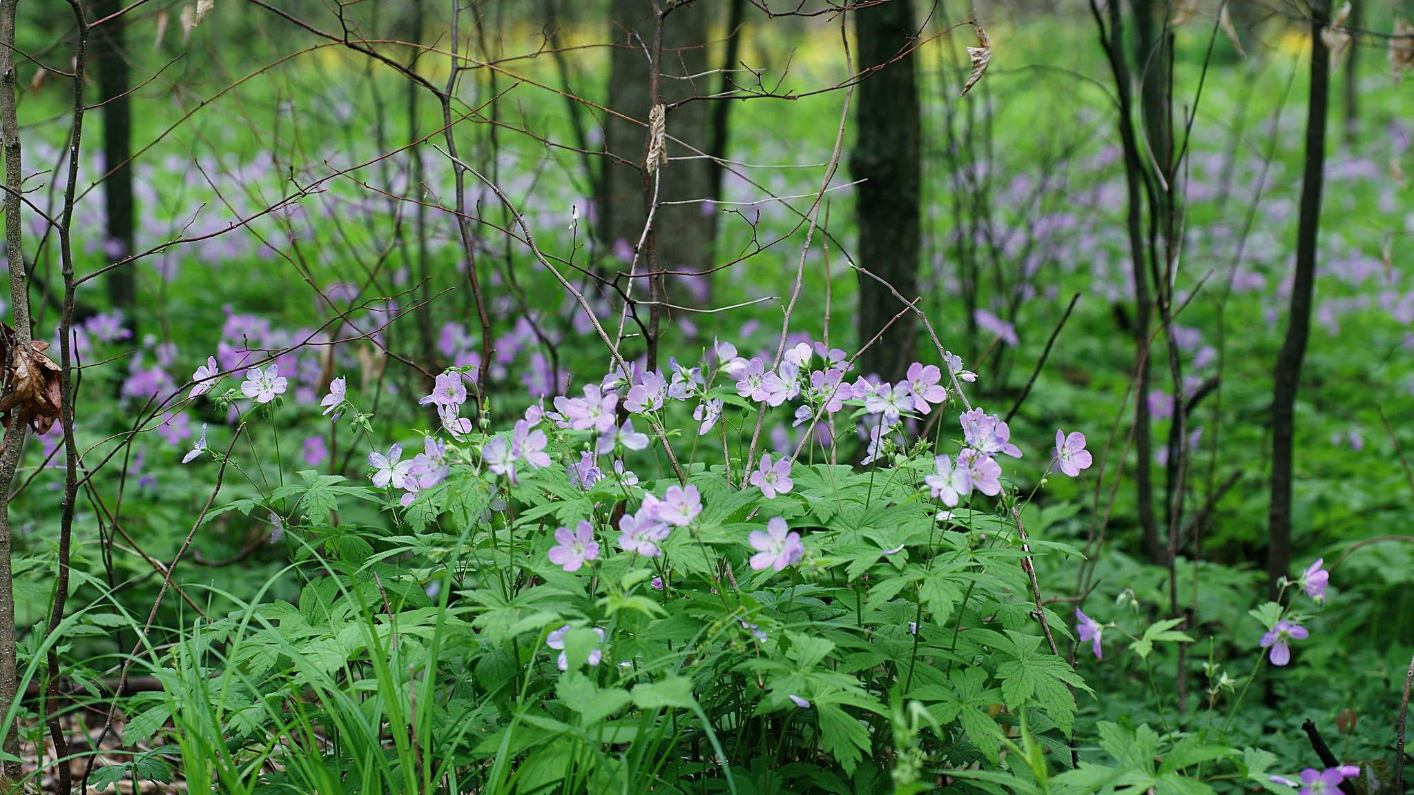 Wildflowers in Busse Woods. (Sajith T S / Flickr)