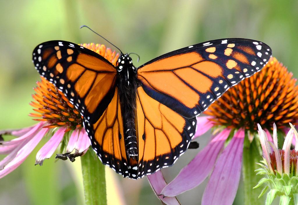 A male monarch butterfly (Jim Hudgins / U.S. Fish and Wildlife Service)