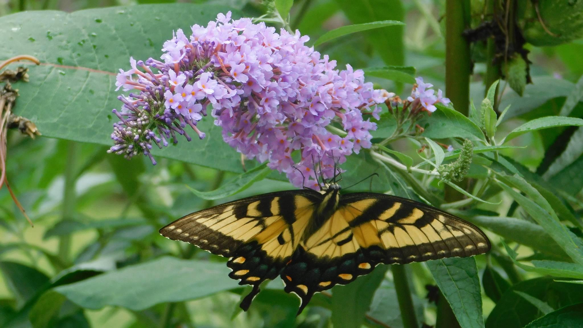 Butterfly bush seems eco-friendly. Don't be fooled. (jeannetteyvonne / Flickr Creative Commons)