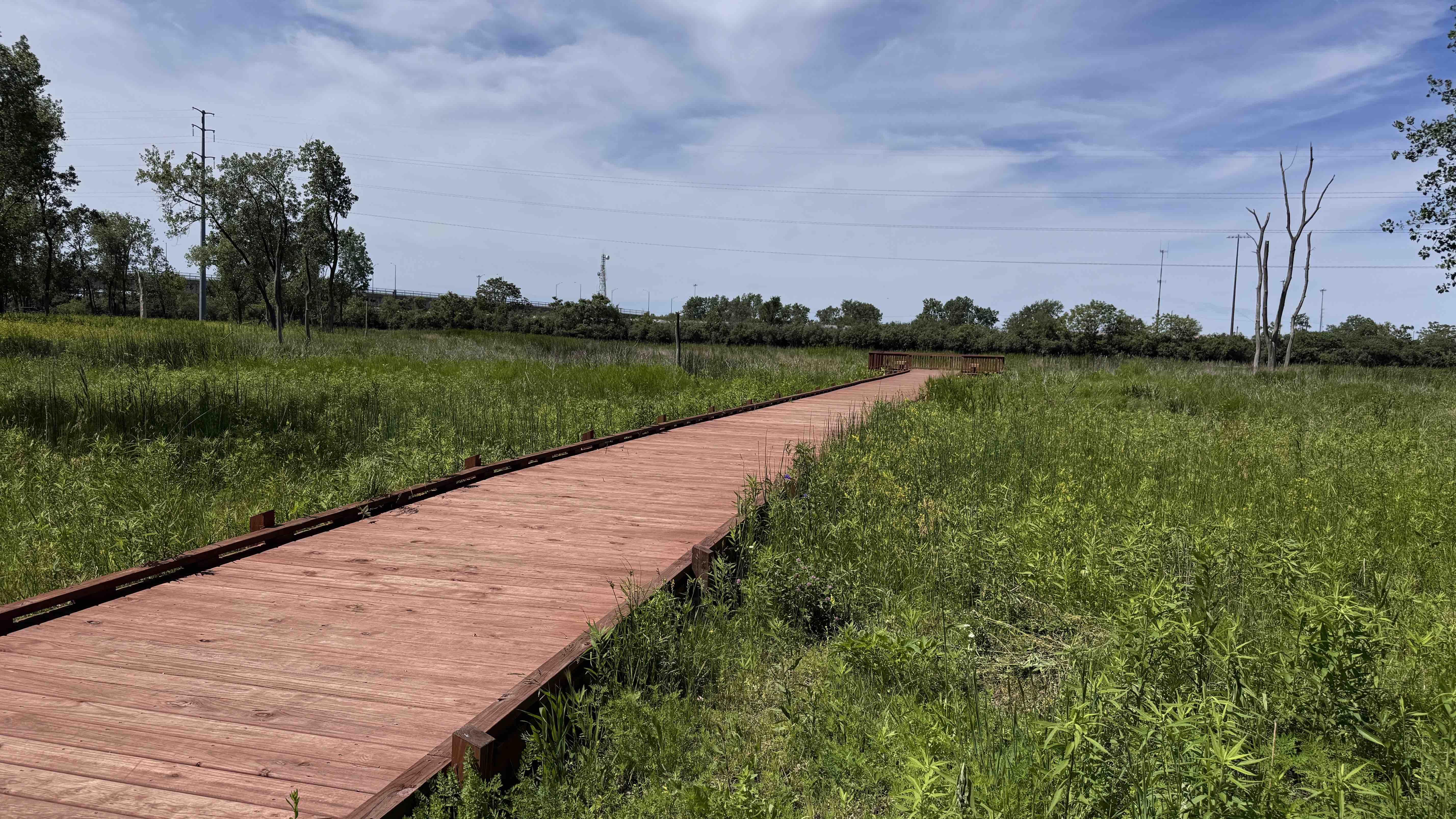 A new boardwalk leads to an overlook of the park's marshland. Native wetland plants popped up here once invasives were removed. (Patty Wetli / WTTW News)