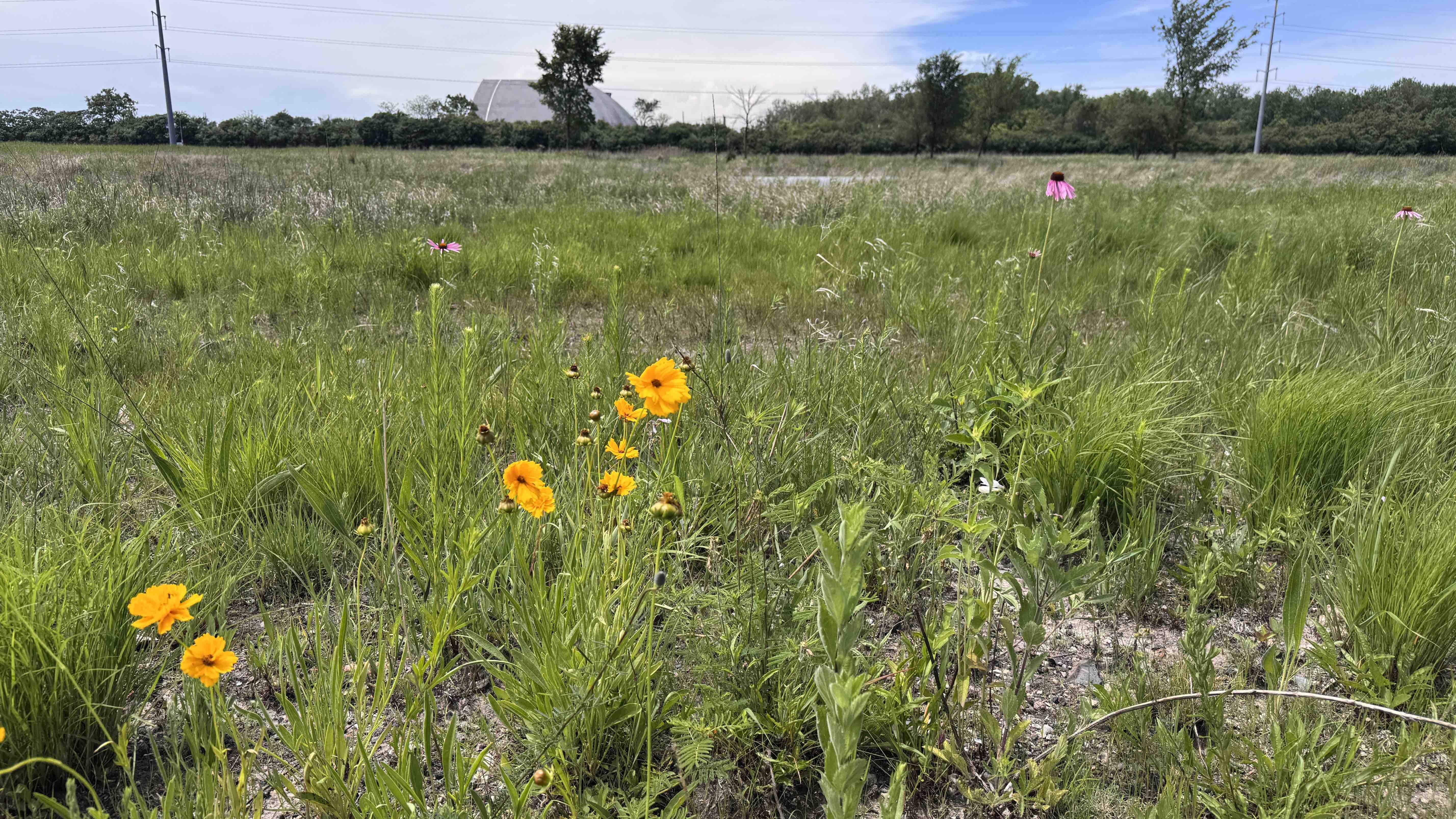 Plants adapted to gravel hill and dolomite prairies have established themselves in the rock-like slag at Marian Byrnes Park. The parks wooded areas indicate places where slag wasn't dumped. (Patty Wetli / WTTW News) 