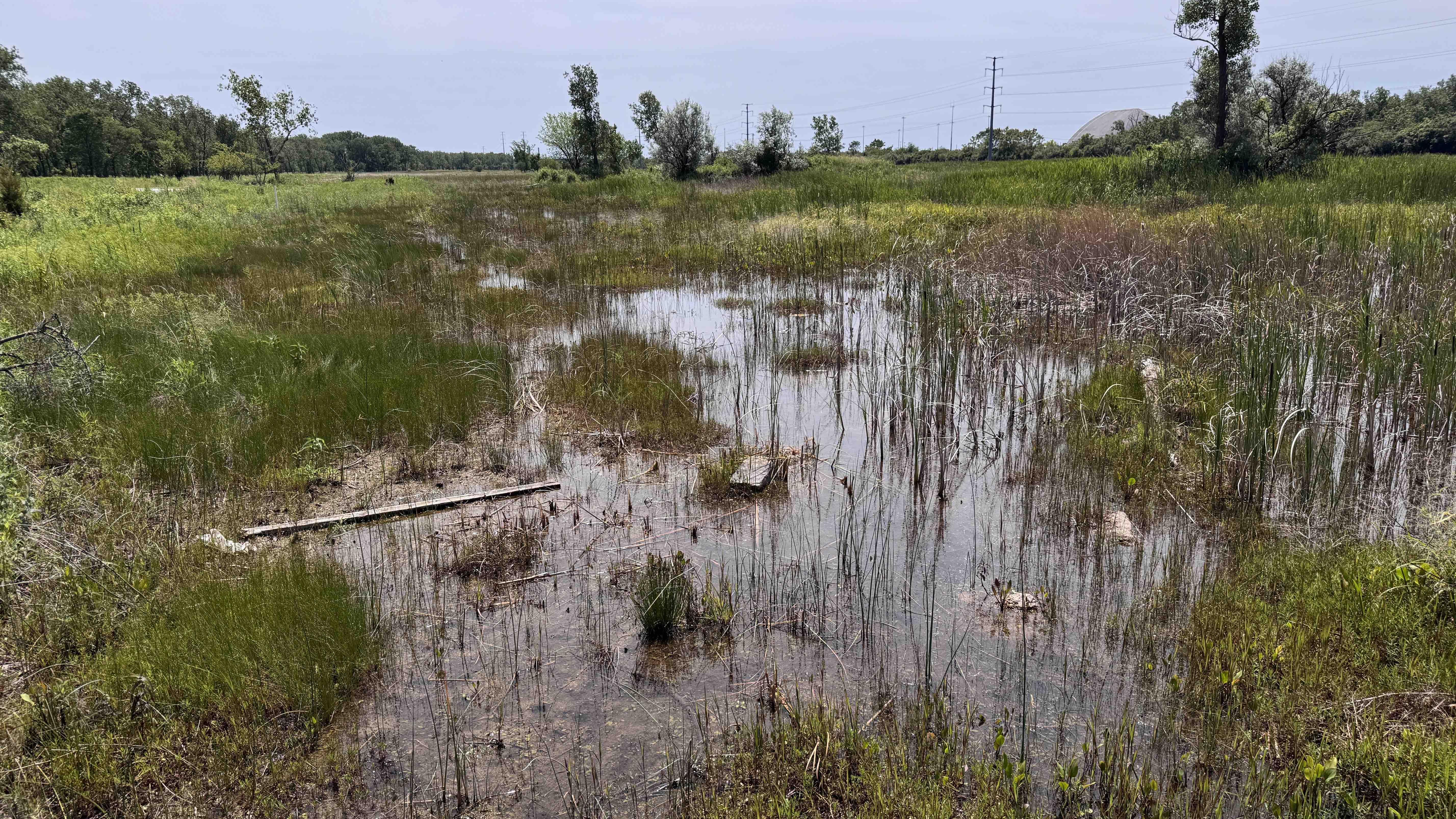 Some of the wetlands at Marian Byrnes Park are ephemereal and some are wet all year. Lauren Umek, ecologist with the Chicago Park District, asked long-time residents to share their memories of the site, which helped her create an ecological history of the land. (Patty Wetli / WTTW News)