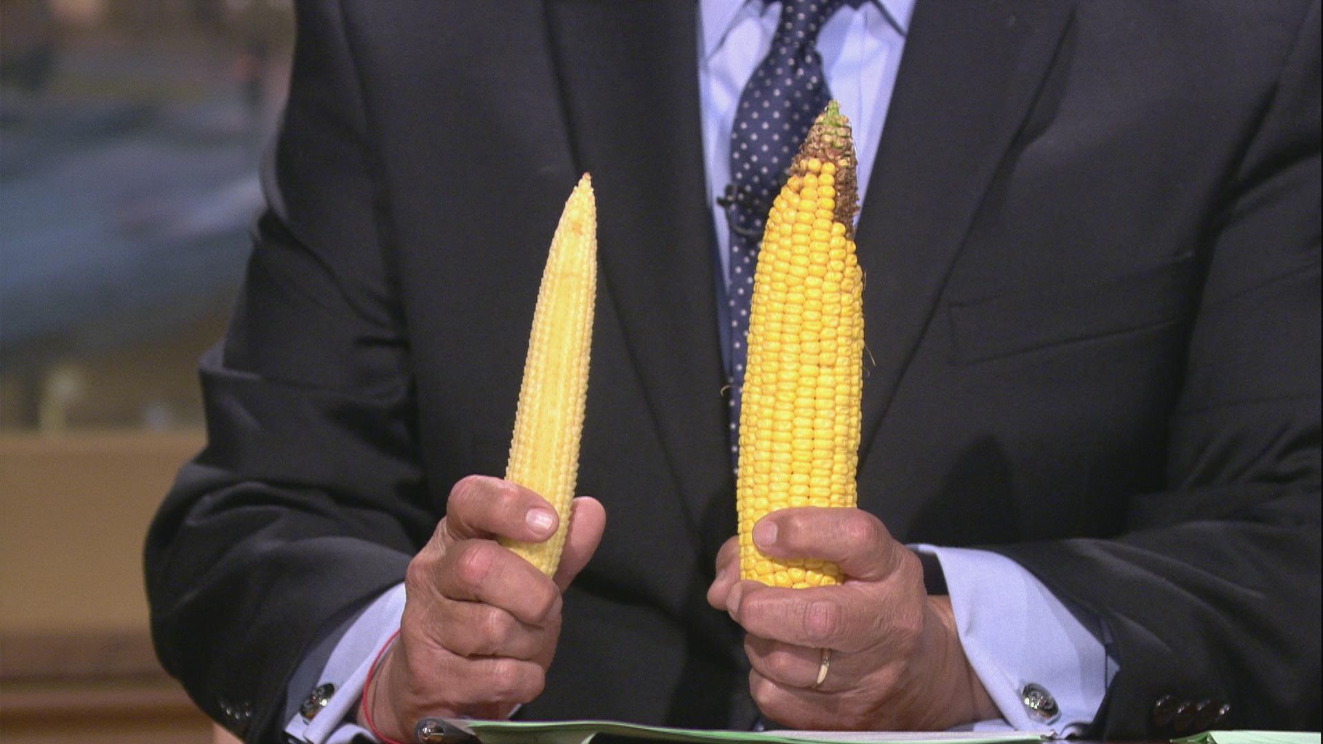 Two ears of corn planted in different months: June 12, left, and April 26, right. The larger ear is “close to normal,” farmer Mark Tuttle said.