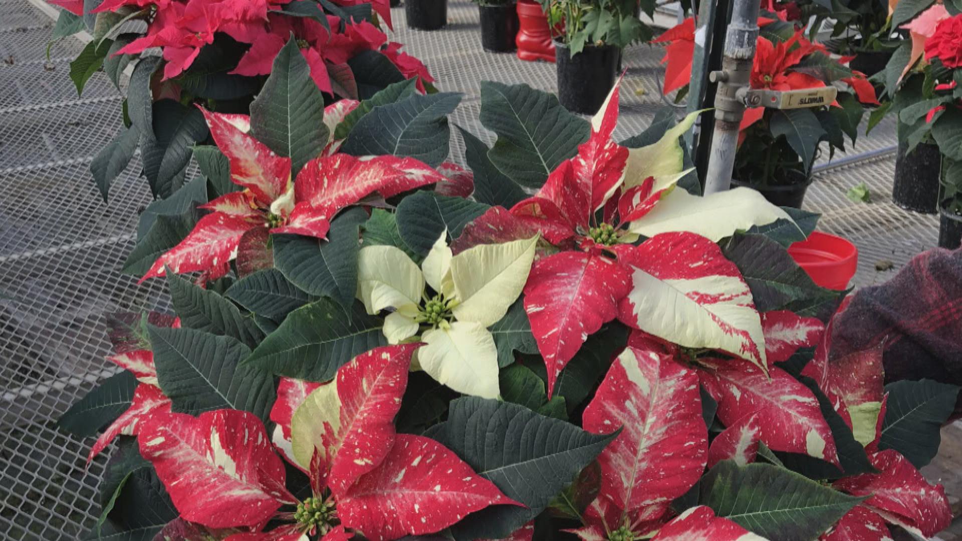 History Of The Poinsettia What Does The Poinsettia Have To Do With Christmas Howstuffworks