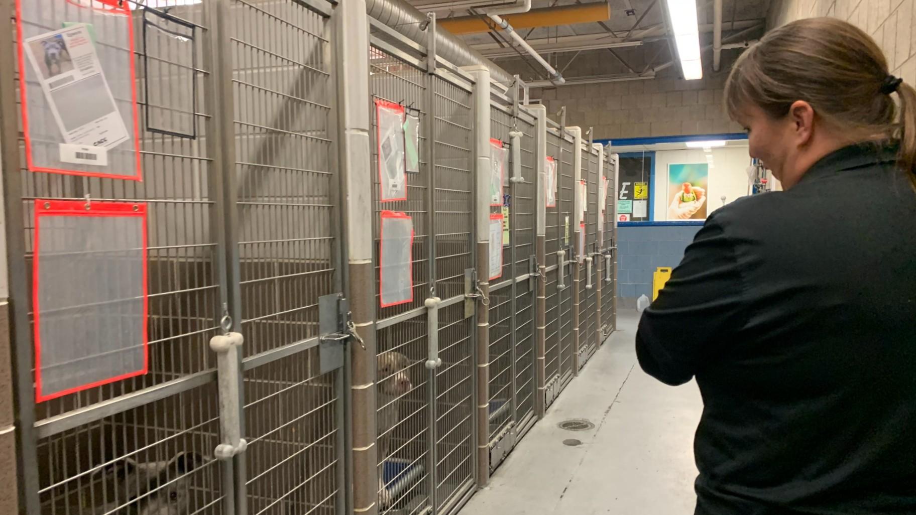 Acting executive director of the city of Chicago Department of Animal Care and Control Susan Cappello walks down an aisle of dog kennels at the city shelter on Nov. 13, 2023. CACC has had trouble filling several job vacancies and is also in need of more volunteers. (Eunice Alpasan / WTTW News)