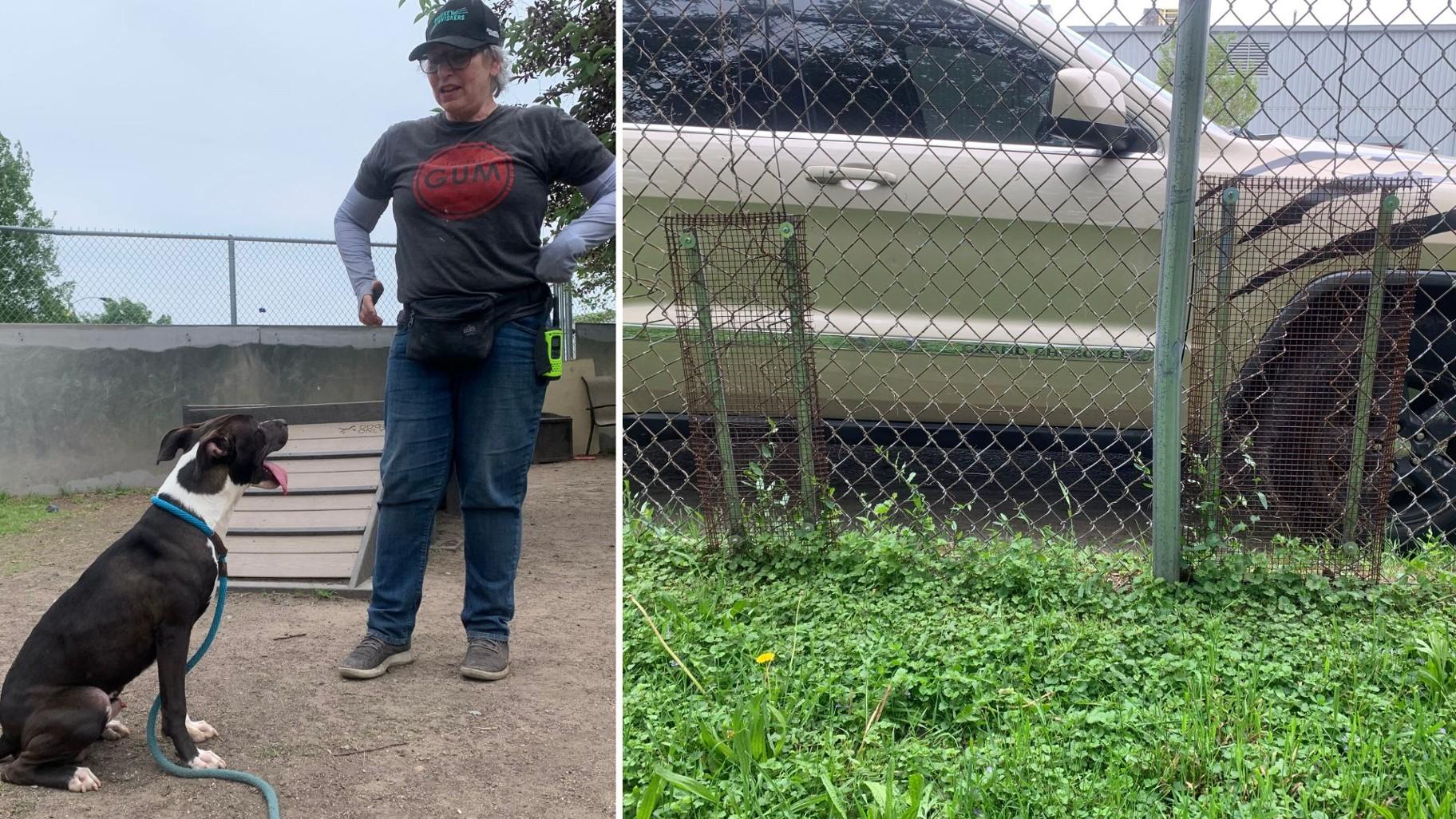 Left: Animal shelter volunteer Melissa Taylor plays with dog Mars at Chicago Animal Care and Control’s yard on the Lower West Side on May 20, 2024. Right: Previous fence repairs from people cutting open the shelter’s fence to leave dogs in the yard, according to Chicago Animal Care and Control Public Information Officer Armando Tejeda. (Eunice Alpasan / WTTW News)