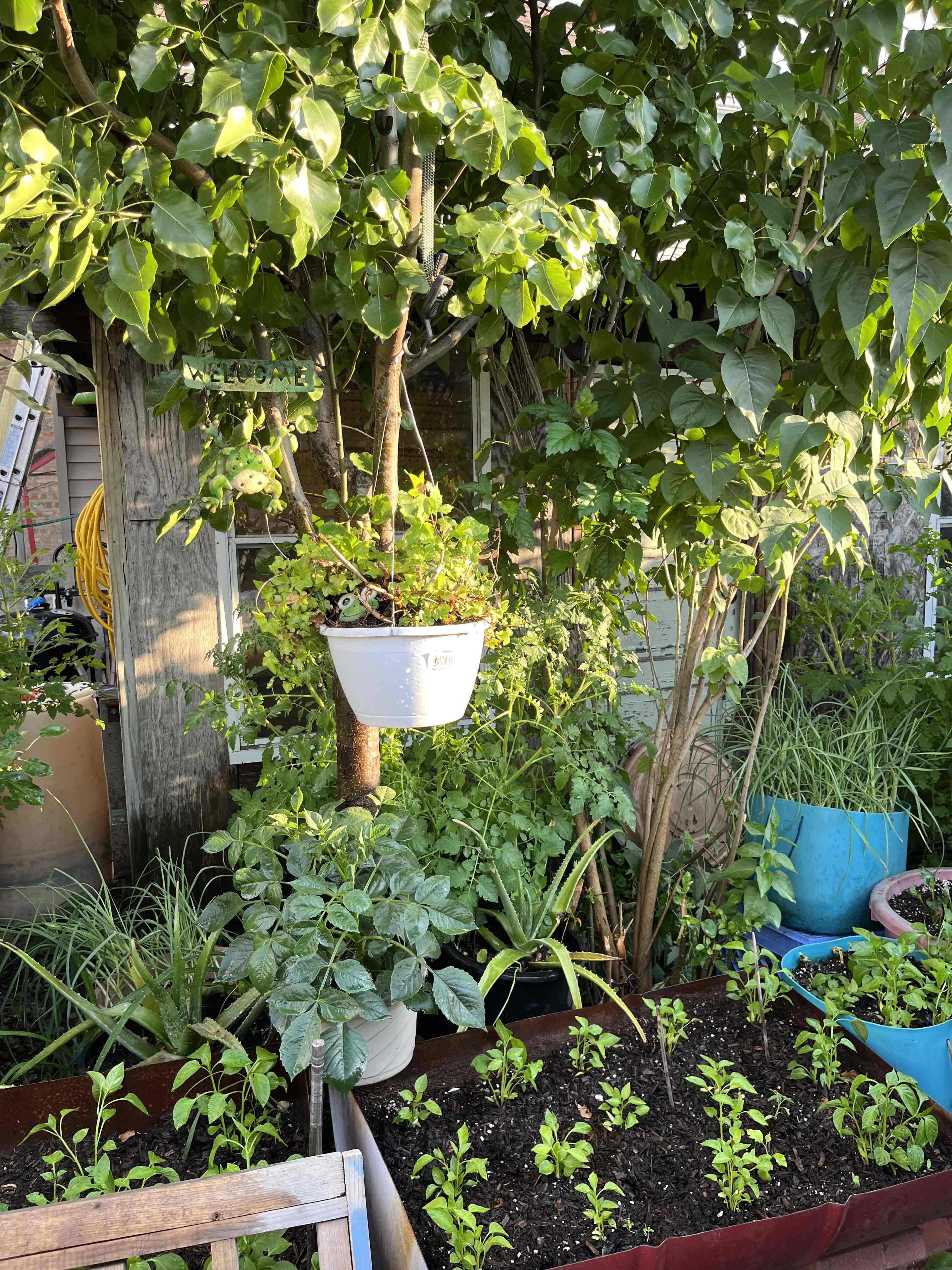 The winning vegetable and herb garden is the pride of Raúl Cruz and Casimira Nuñez. (Courtesy Chicago Bungalow Association)
