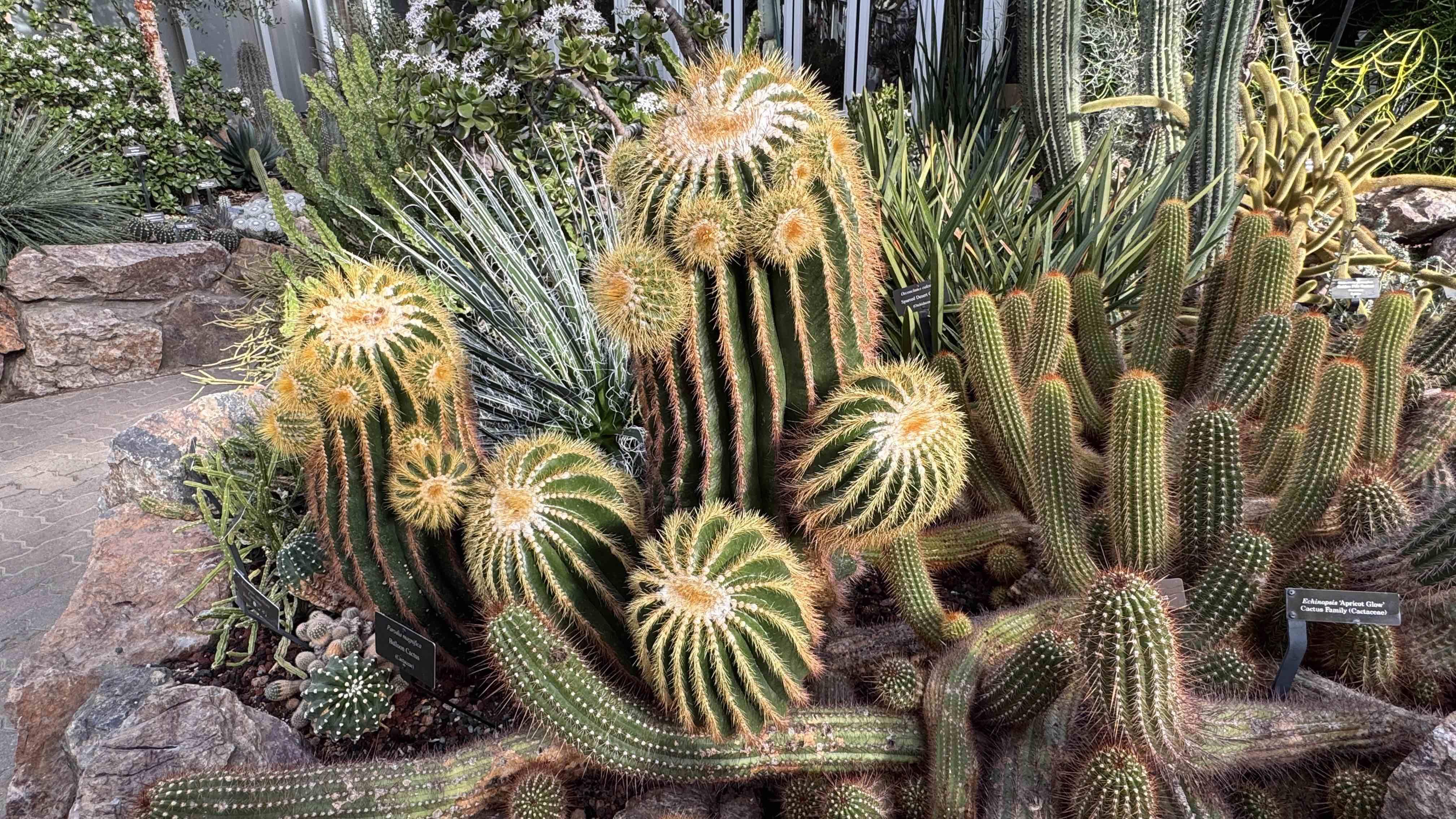 The garden’s balloon cactus, native to Brazil, is popular with guests, in part because it looks like it has googly eyes. (Patty Wetli / WTTW News)