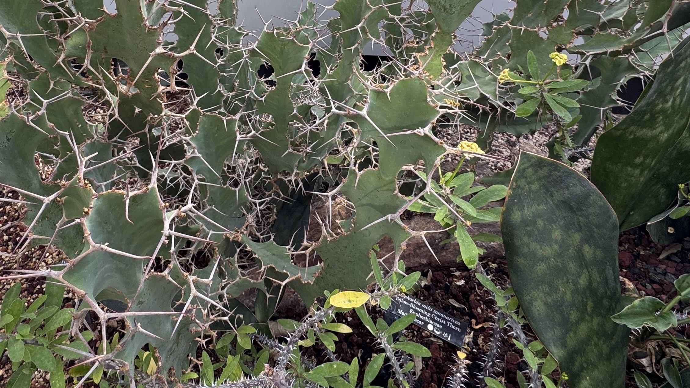 “Planting that one was really tricky,” Nolimal said of the aptly named christ thorn, a member of the euphorbia family. “You can see how those (thorns) are just built to be fighters.” She kept it arm’s length, as far away from her face as possible, while maneuvering it into place. (Patty Wetli / WTTW News)