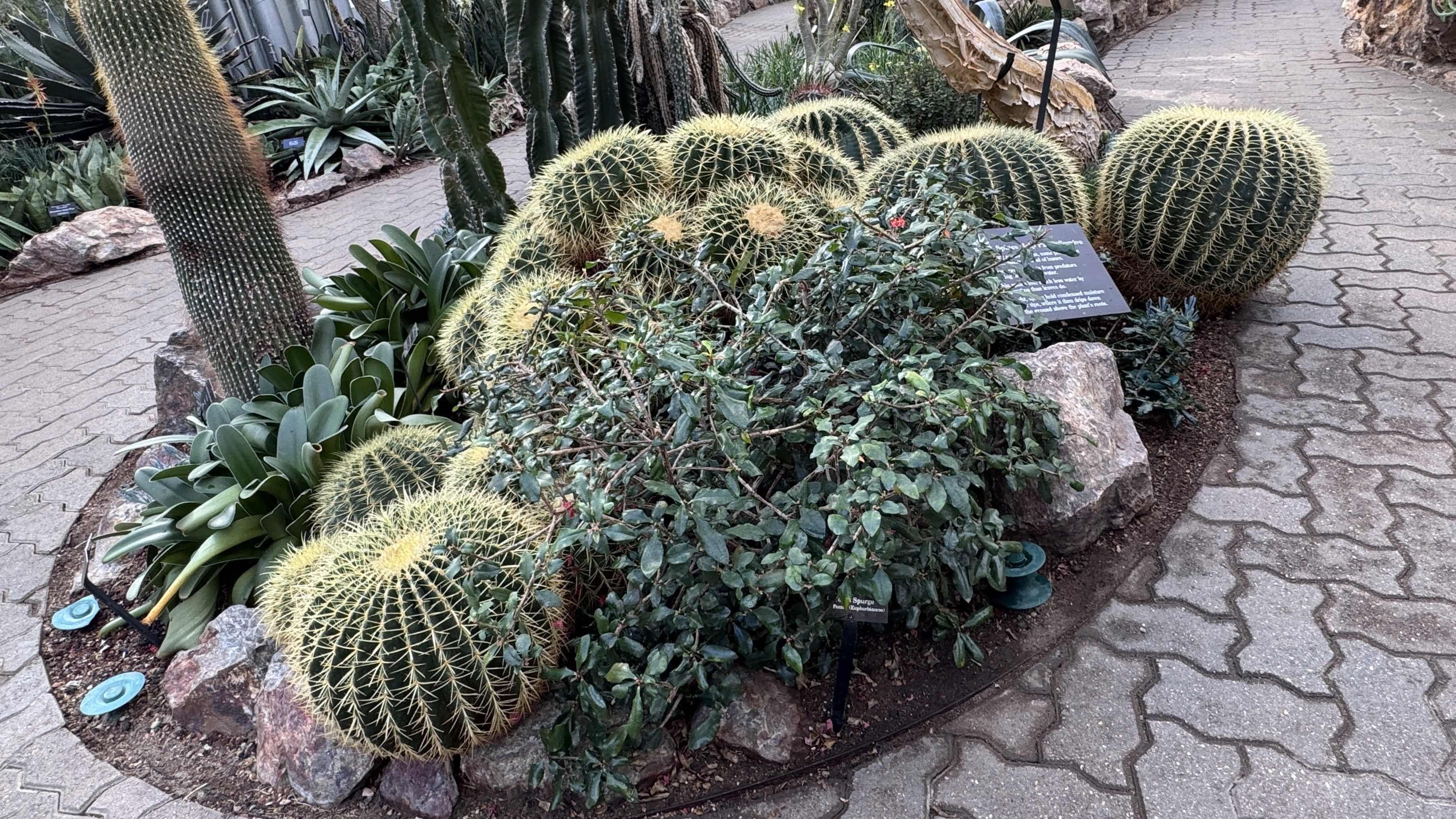 This golden barrel cactus dates back to the greenhouse’s opening in 1979. It reproduces via “pups,” or clones, one of which is jutting into the garden’s pathway. “I like to think of it as a speed bump,” said horticulturalist Sarah Nolimal, but there have been discussions about whether it should be removed. (Patty Wetli / WTTW News)