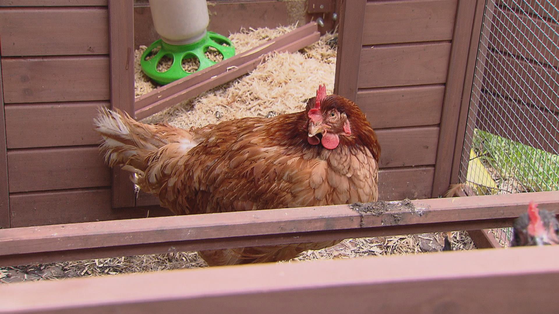 Cdc Links Backyard Chickens To Nationwide Salmonella Outbreaks