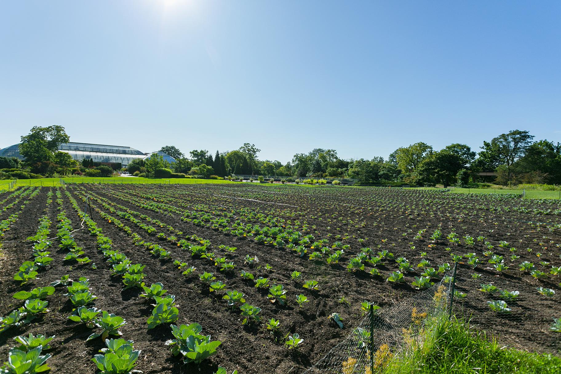 A field with 10,000 cabbages in one of the Garfield Park Conservatory’s outdoor gardens is the centerpiece of a new “living exhibit” as part of the Chicago Architecture Biennial. (Brian Kinyon / Chicago Park District) 