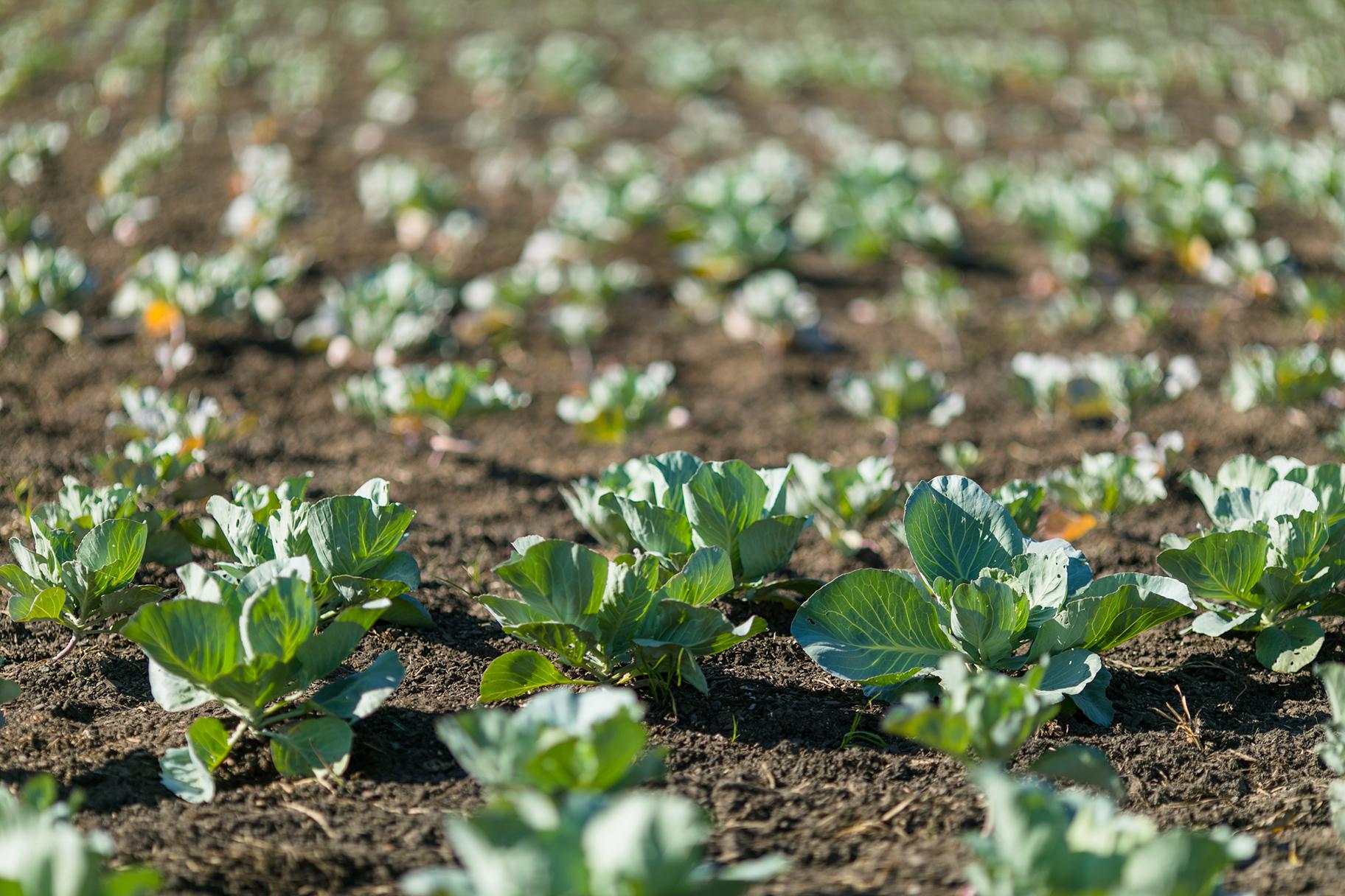 Cabbages are inexpensive to grow and thrive in Denmark’s changing climate. (Brian Kinyon / Chicago Park District)