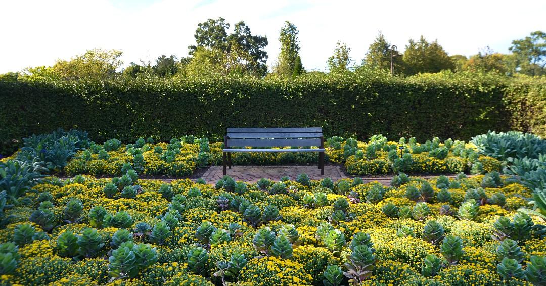 Mums are the star of the show in Cantigny's fall garden displays. (Cantigny / Facebook) Mums are the star of the show in Cantigny's fall garden displays. (Cantigny / Facebook)