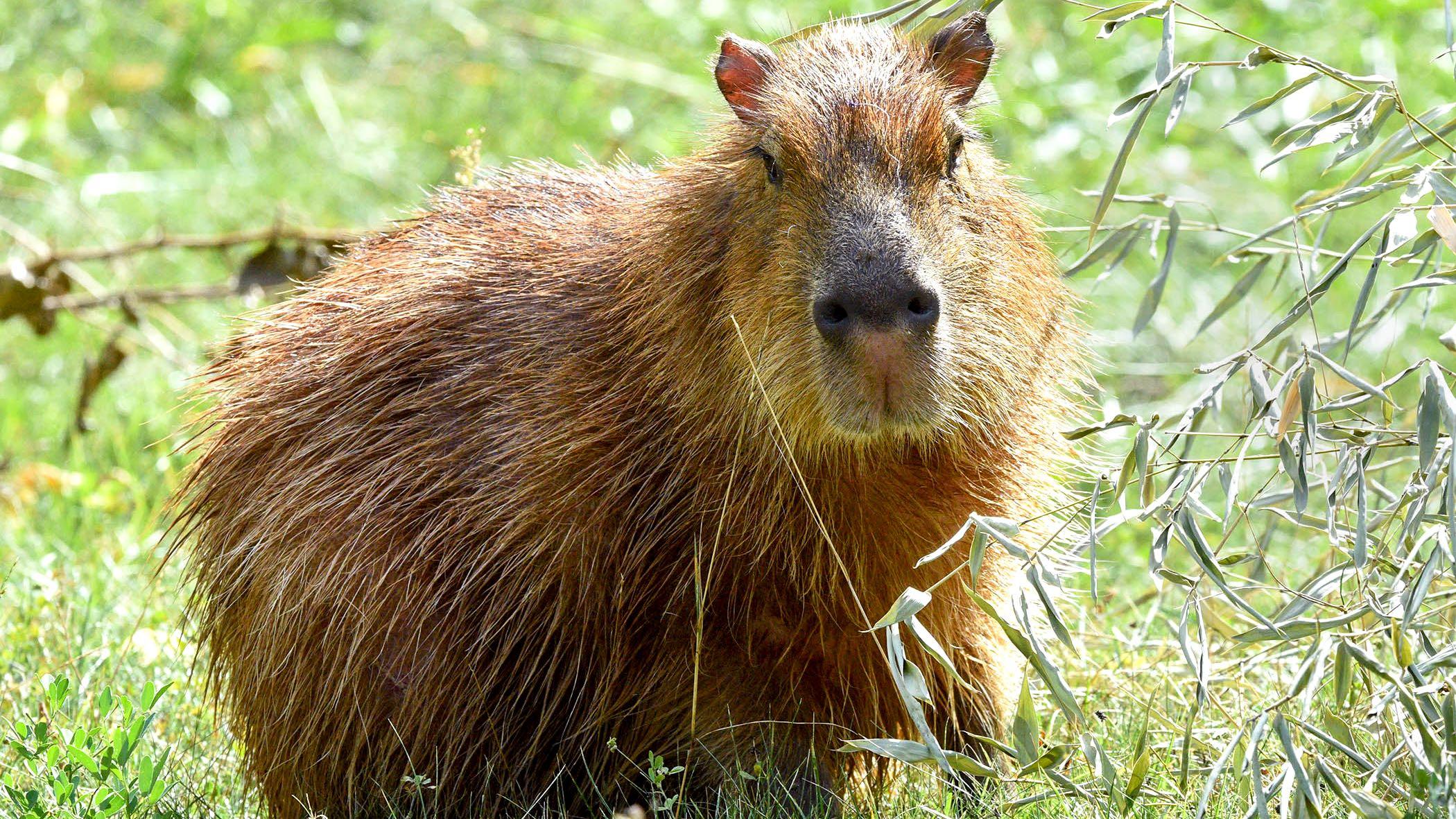 Capybara are in residence at the Brookfield Zoo for the first time in more than 40 years. (Jim Schulz / CZS-Brookfield Zoo)