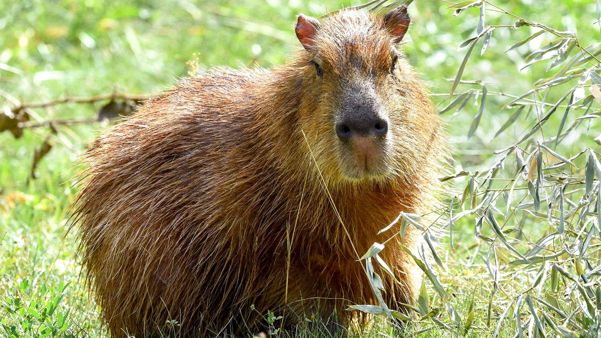 Rodents of Unusual Size Are Real, and They've Just Landed in Chicago |  Chicago News | WTTW