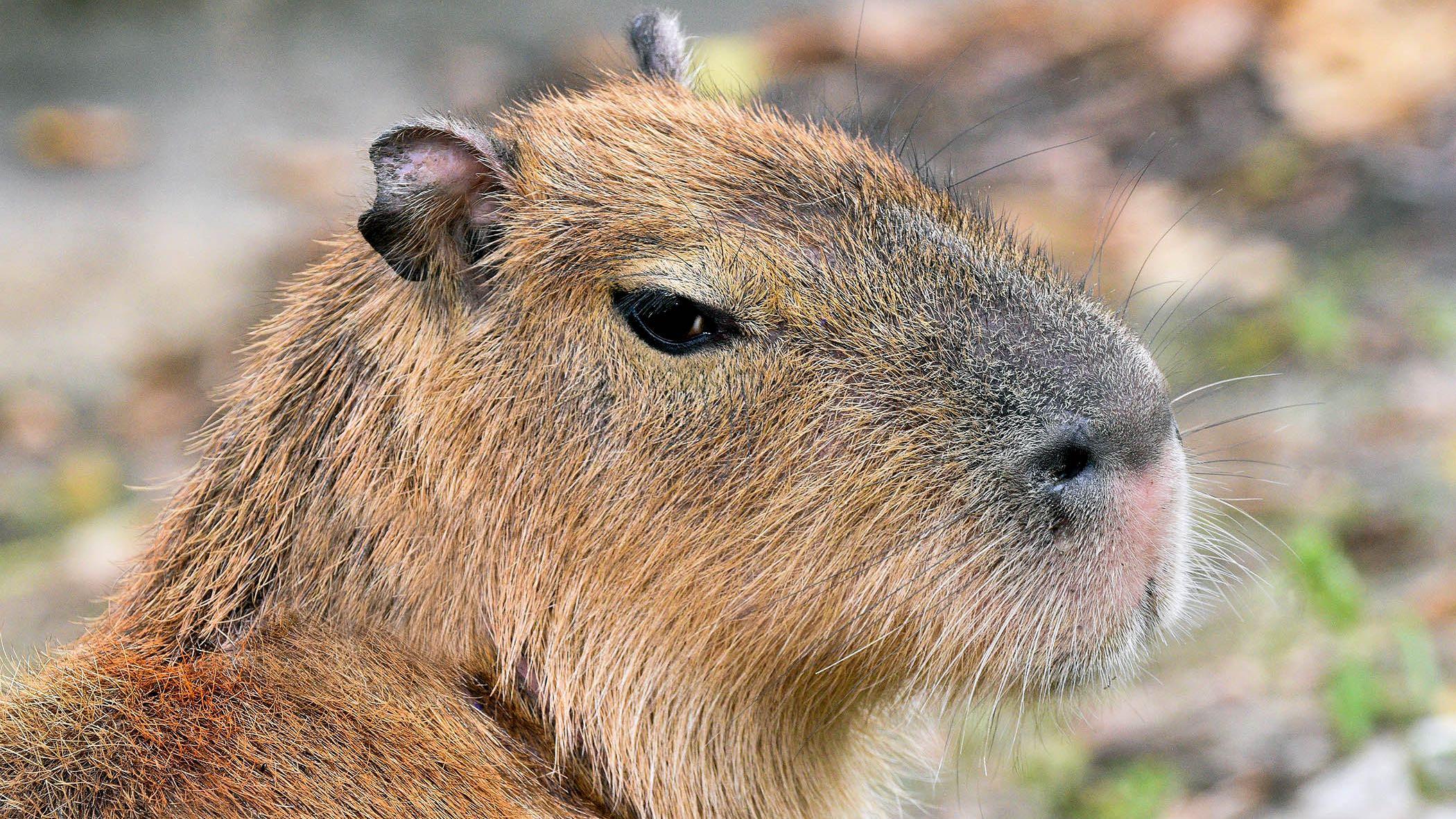 How you doin'? Like other rodents, capybaras front teeth continuously grow. (Jim Schulz / CZS-Brookfield Zoo) 