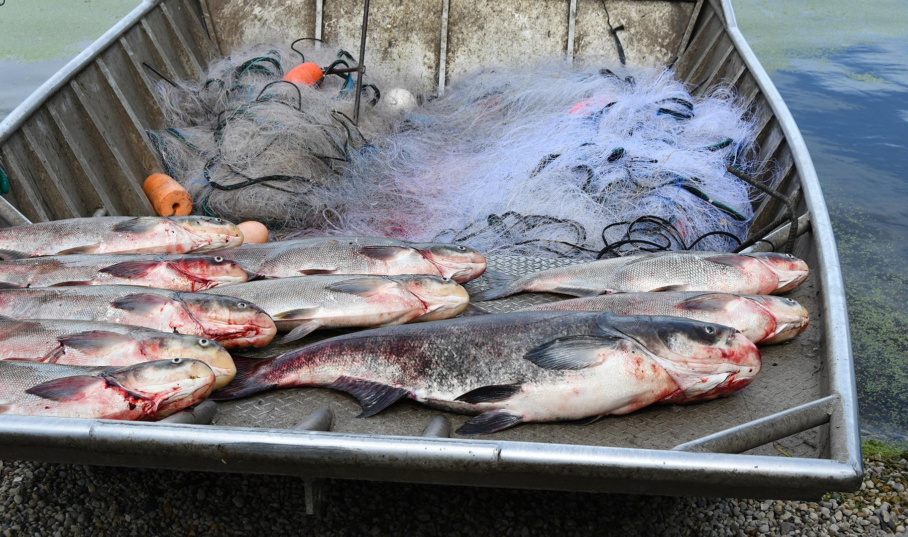 Asian carp caught at the Rock Run Rookery Preserve in Joliet. (Chad Merda / Forest Preserve District of Will County) 