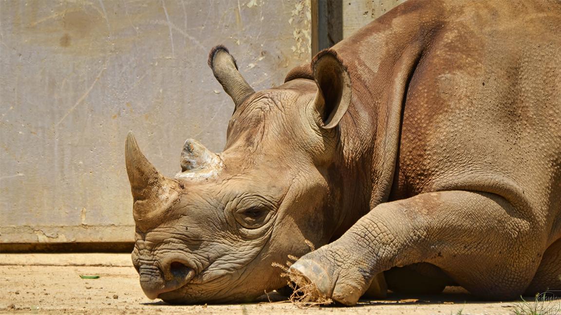 A black rhino at Brookfield Zoo. (Chad Horwedel / Flickr)