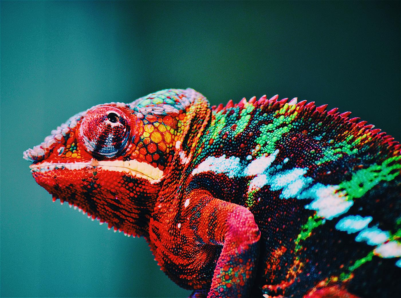 Researchers Explain How Chameleons Change Color