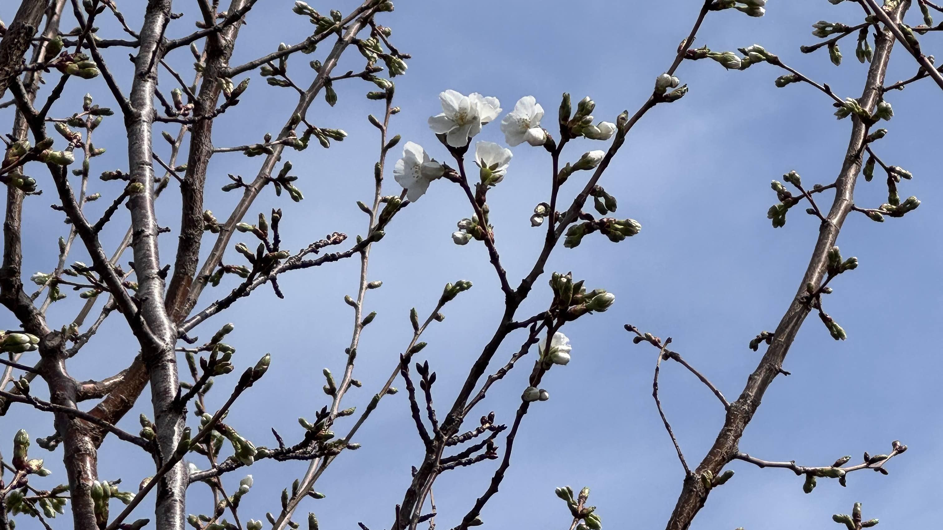 While some of Jackson Park's cherry trees are in full flower, dozens of others, particularly those with white blooms, are still in bud stage; April 3, 2026. (Patty Wetli / WTTW News)