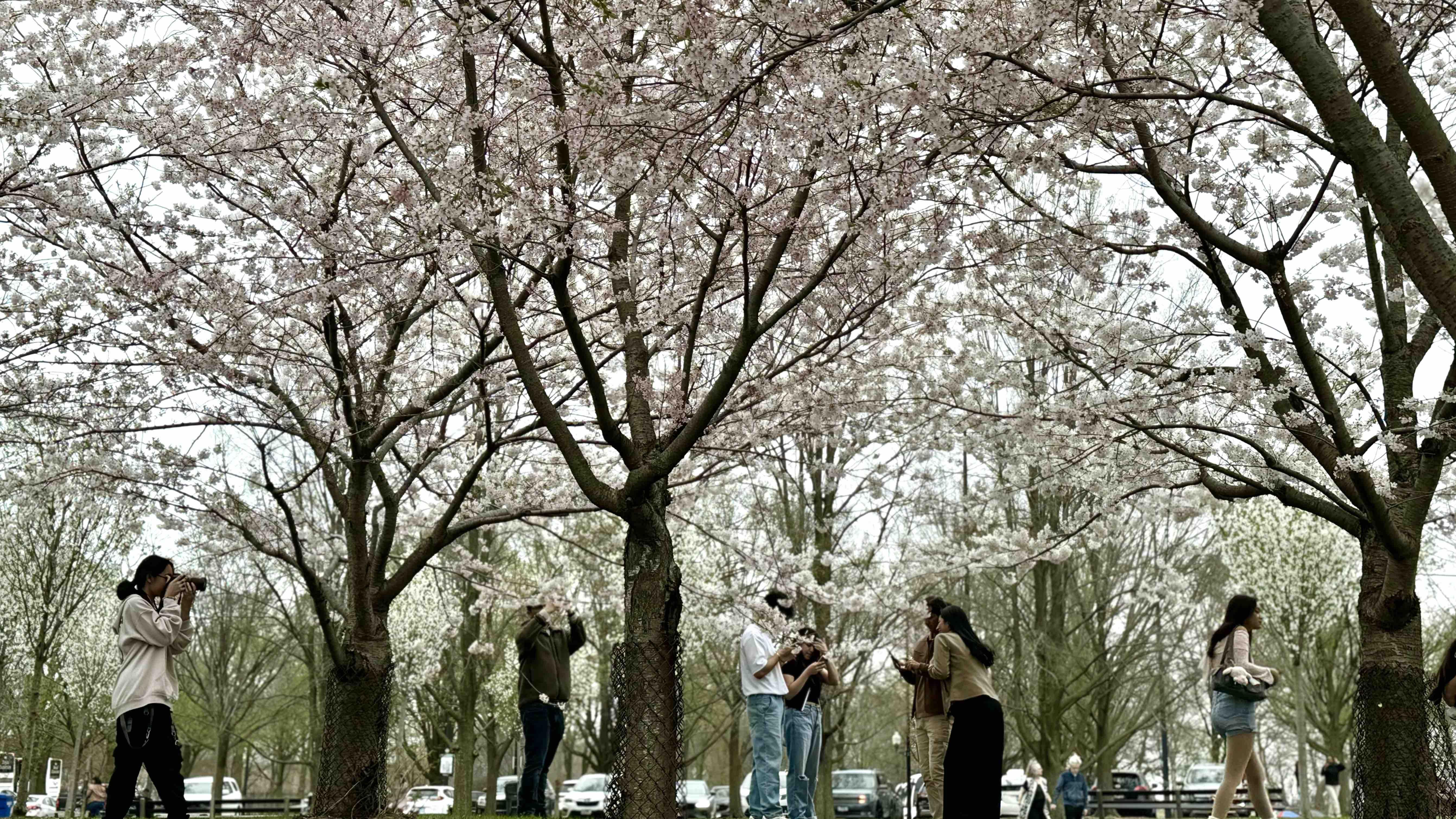 Jackson Park’s cherry trees have been a magnet for photographers, April 18, 2025. (Patty Wetli / WTTW News)