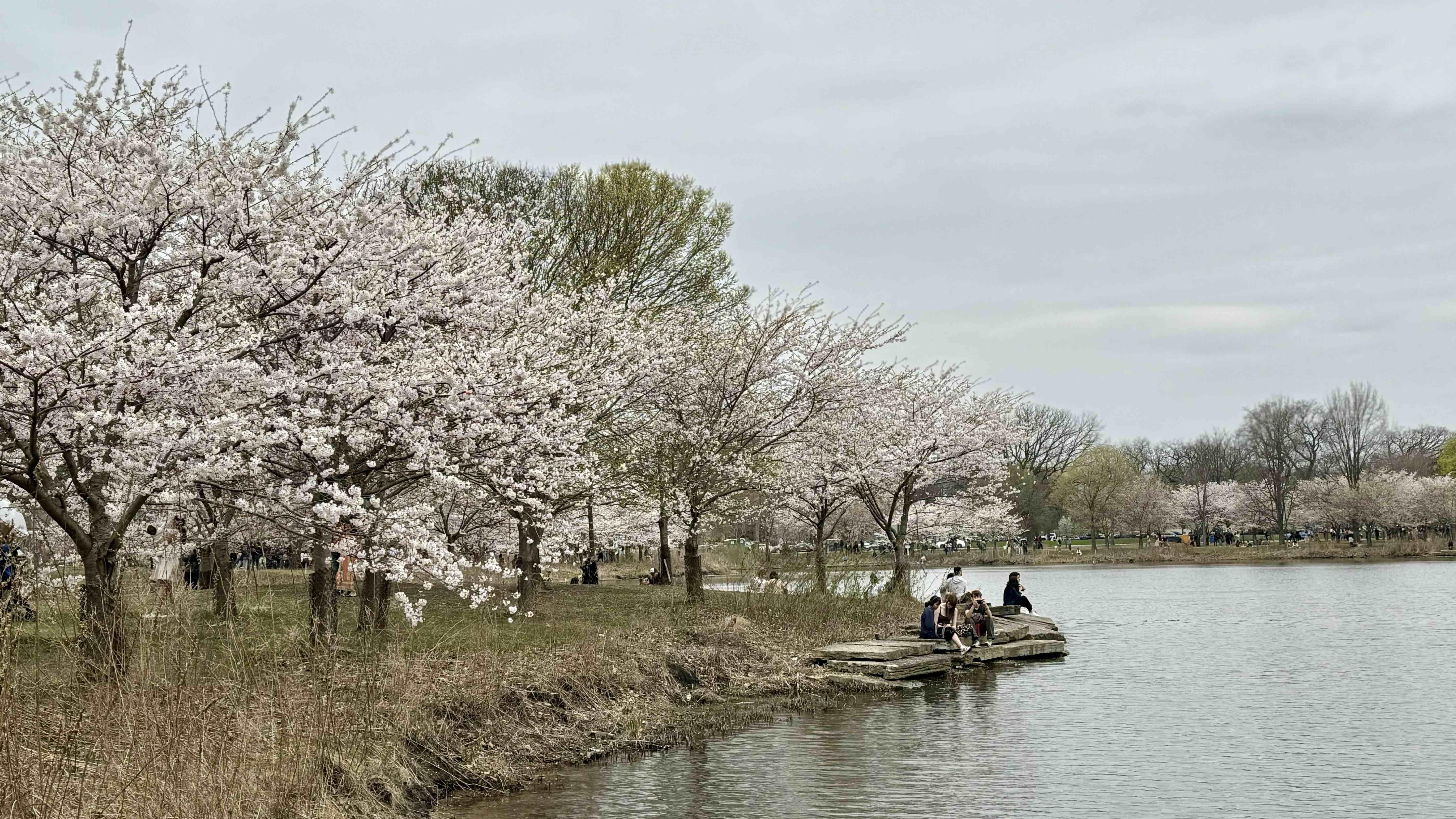 Cherry trees ring the Columbia Basin in Jackson Park, April 18, 2025. (Patty Wetli / WTTW News)