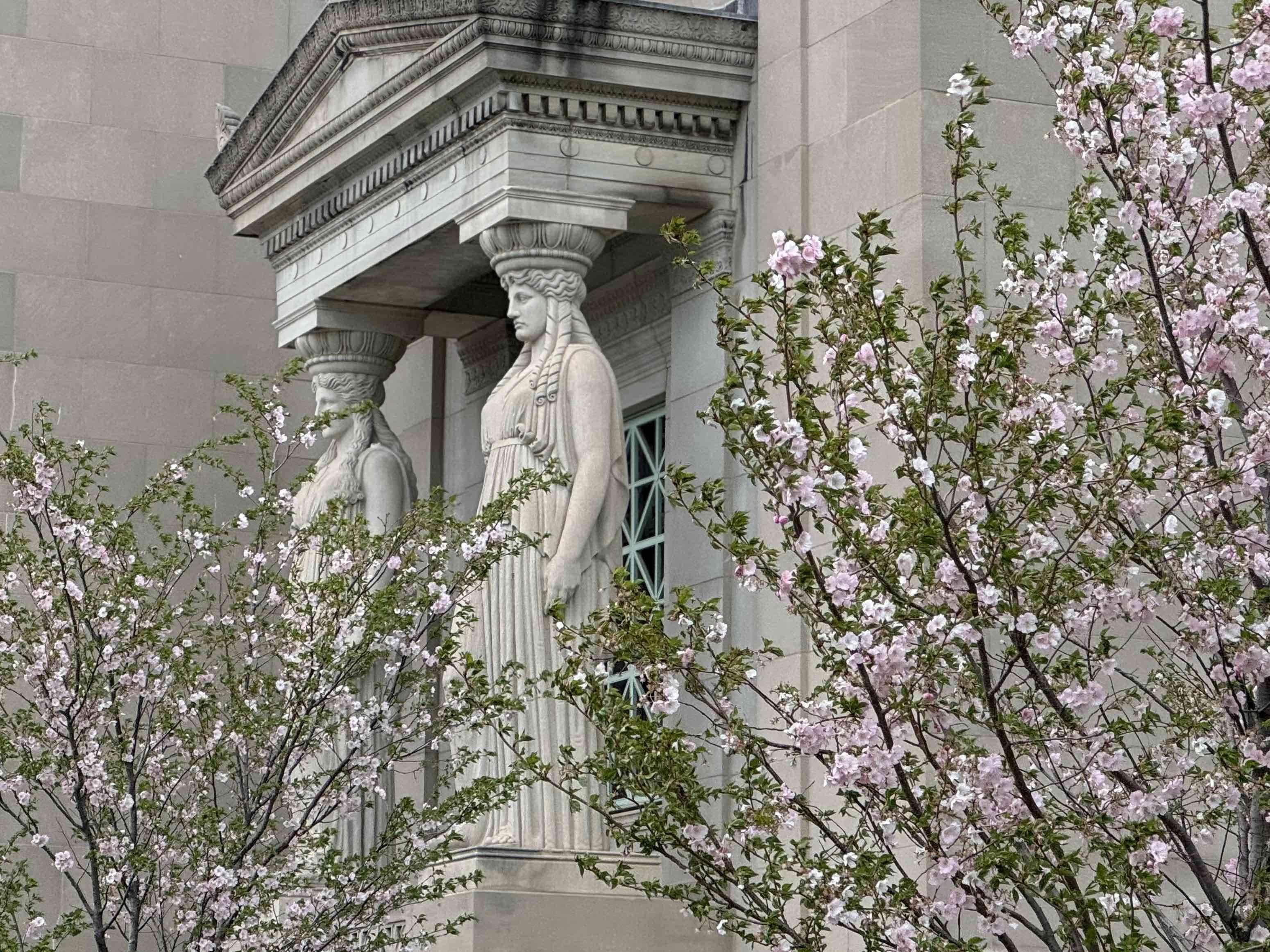 Newly planted cherry trees along the south wall of the Griffin Museum of Science and Industry, April 18, 2025. (Patty Wetli / WTTW News)