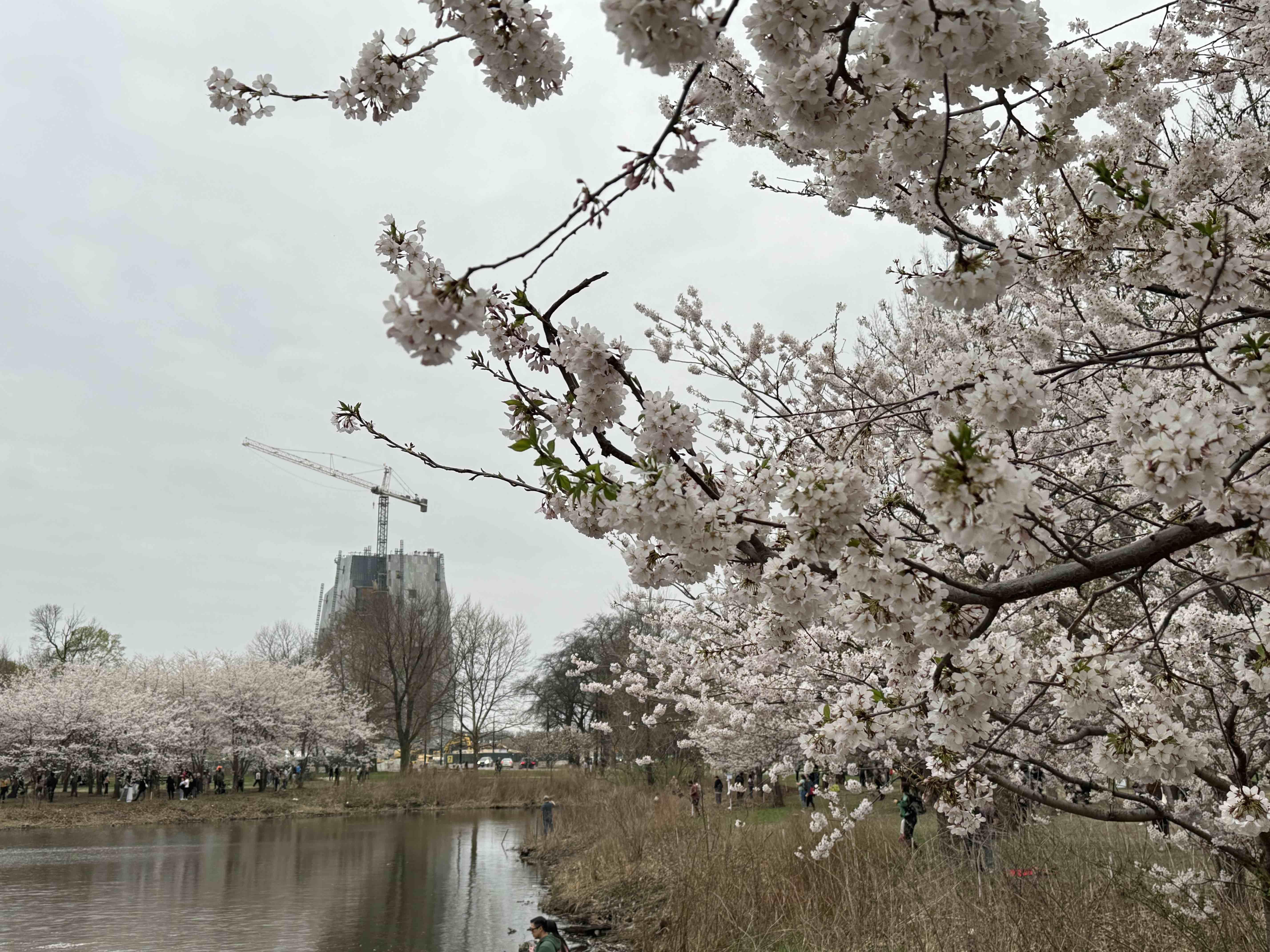At the moment, Jackson Park’ s cherry blossoms dwarf the Obama Center, under construction in the distance, April 18, 2025. (Patty Wetli / WTTW News)
