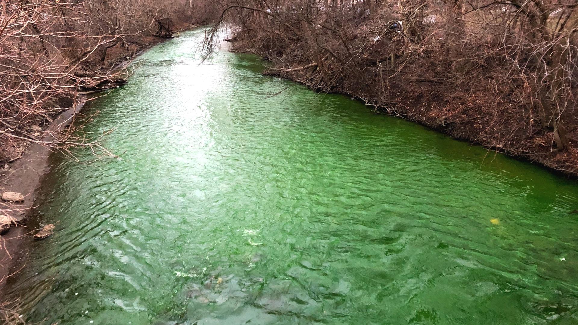 The Chicago River flowed green on its North Branch, as seen from Kedzie Avenue in 2020. (Patty Wetli / WTTW)