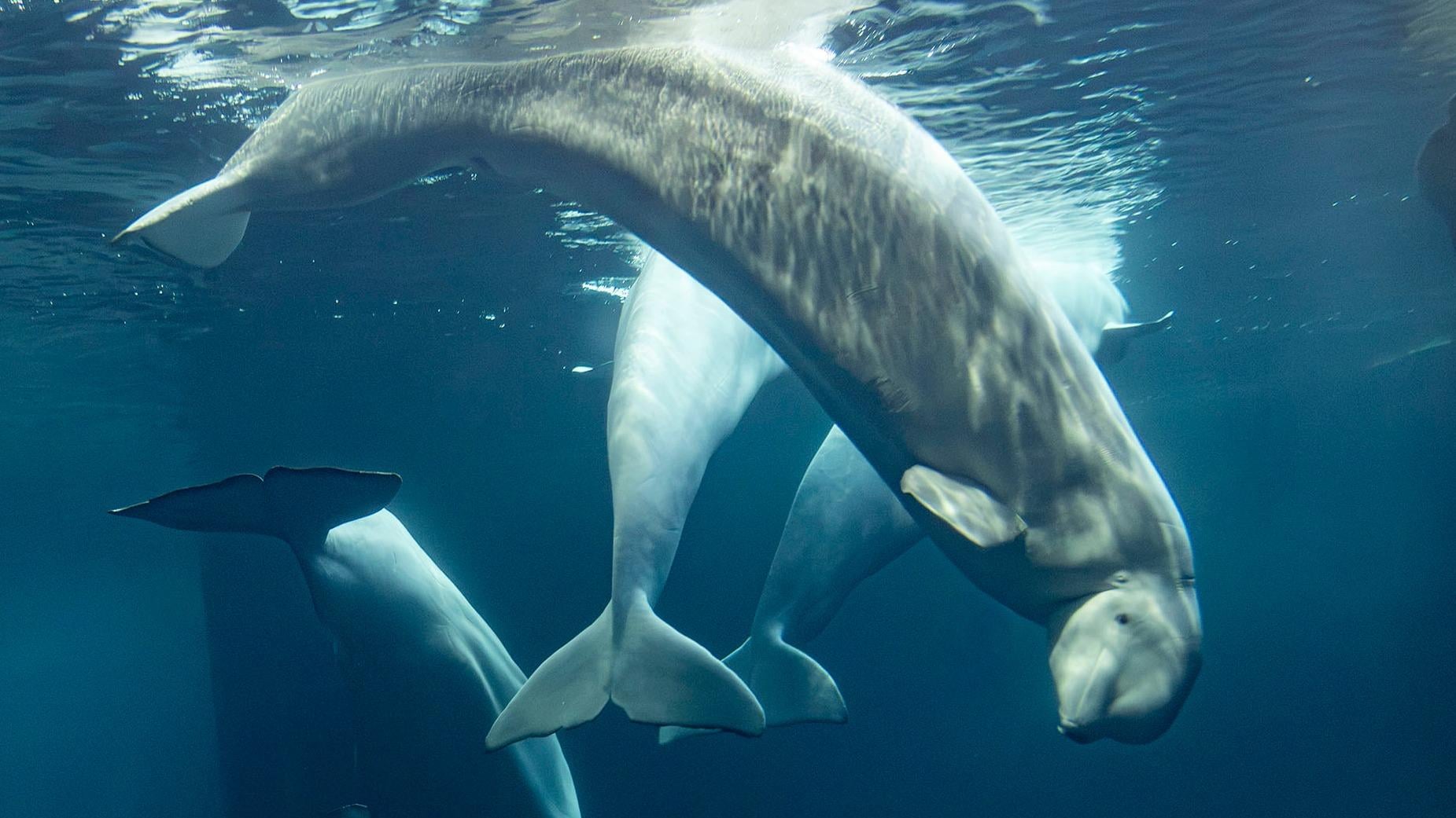 This photo provided by the Shedd Aquarium shows a beluga whale named Rain swimming on Tuesday, Sept. 1, 2026, at the aquarium in Chicago. (Heidi Zeiger / Shedd Aquarium via AP)