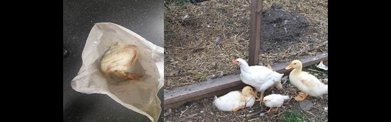 A chicken caught inside a plastic bag on the side of the road in Lincoln Park was rescued last month by a Chicago Police officer, earning CPD an award from PETA. (Courtesy Chicago Police Department and Chicago Chicken Rescue)