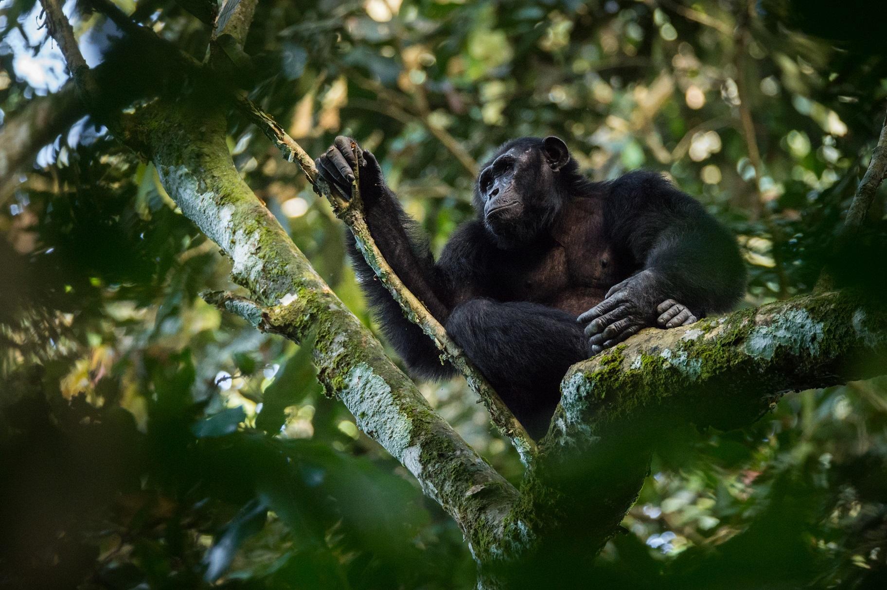 A chimpanzee in the Goualougo Triangle, part of the Nouabale-Ndoki National Park in the Republic of Congo. (Kyle de Nobrega / Wildlife Conservation Society)