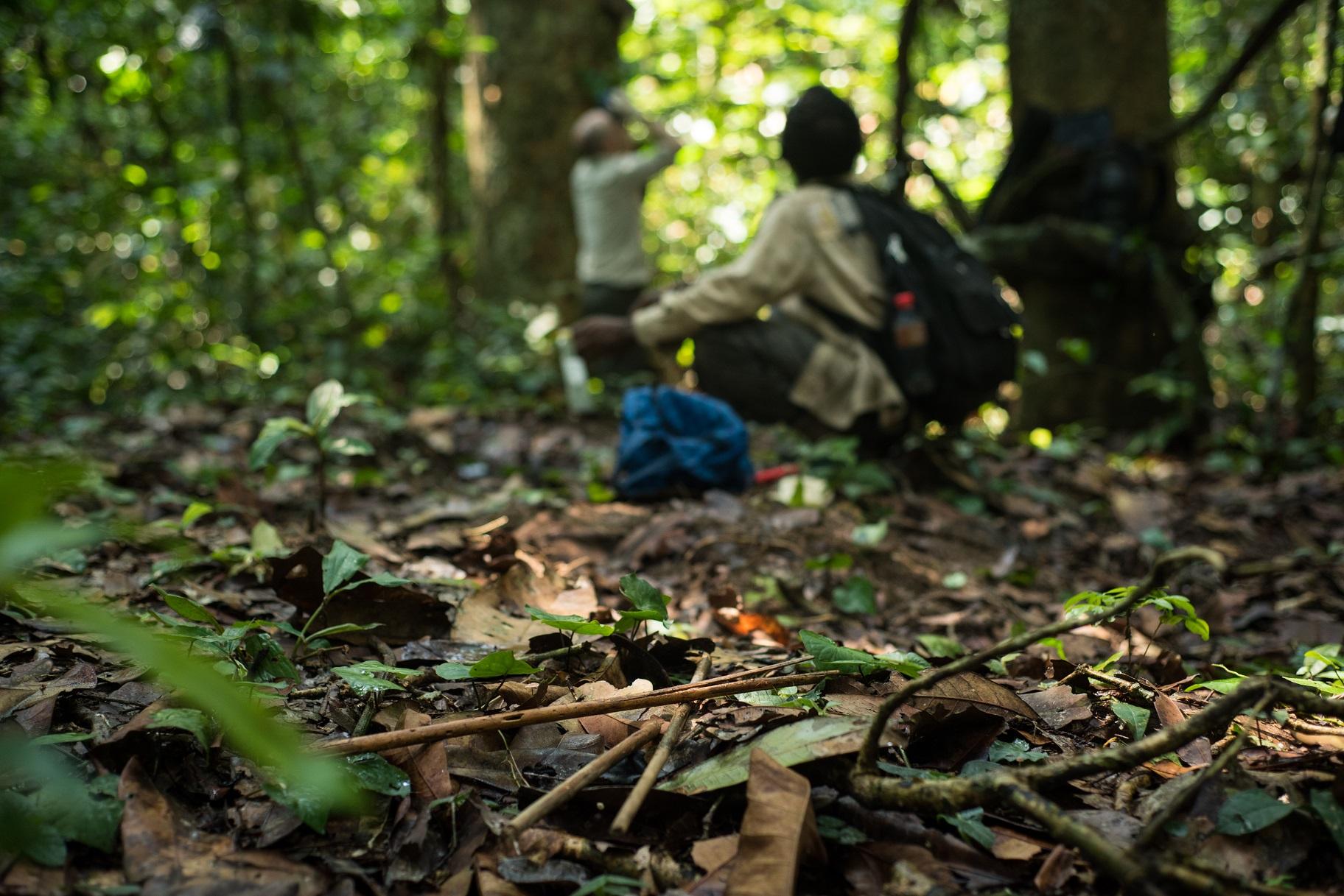 Researchers study chimpanzees in the Goualougo Triangle (Kyle de Nobrega / Wildlife Conservation Society)