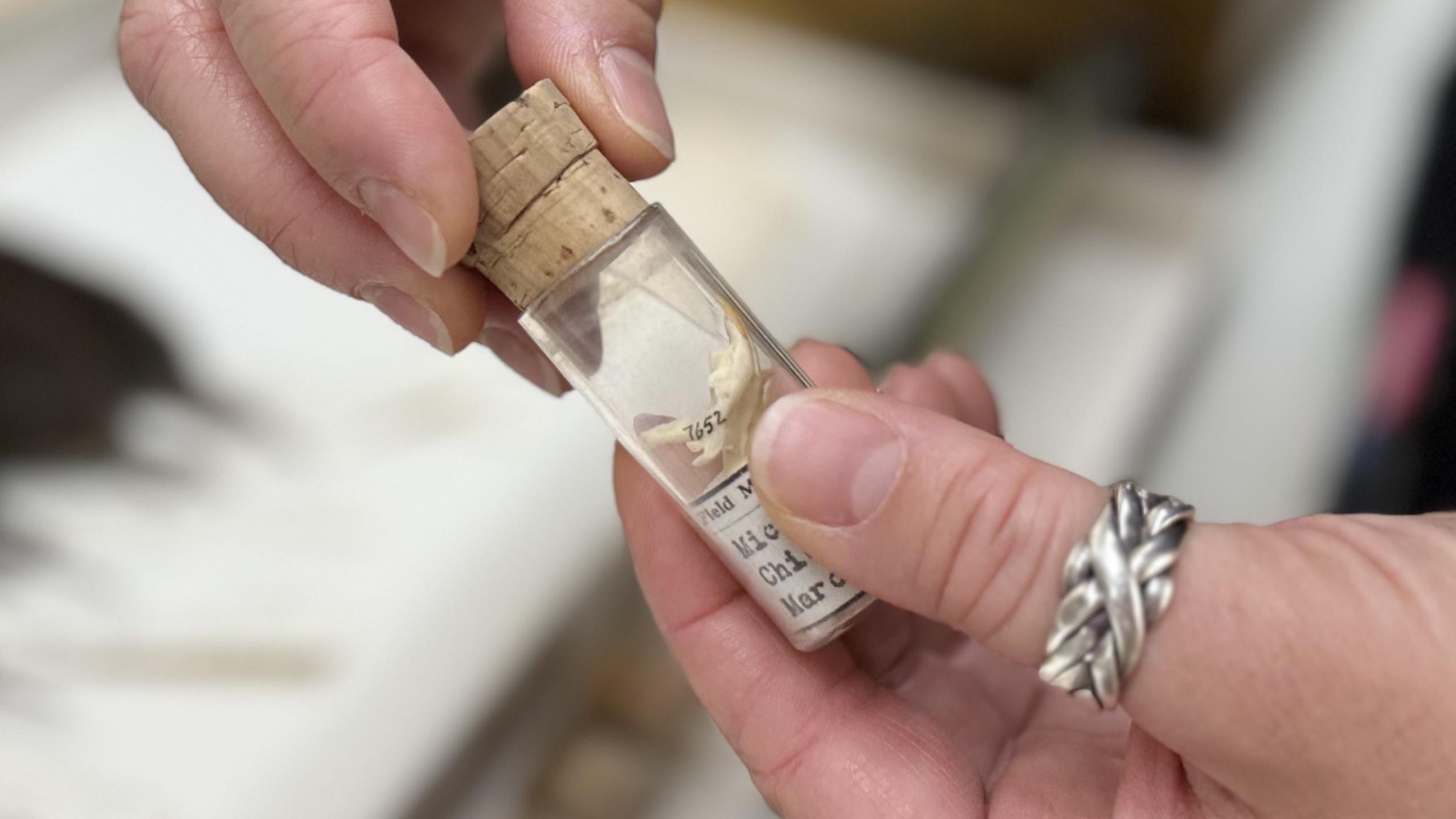Tiny skull specimens, collected a hundred years apart, helped Field Museum discover ways chipmunks and voles have evolved as Chicago has become more urbanized. (Patty Wetli / WTTW News)