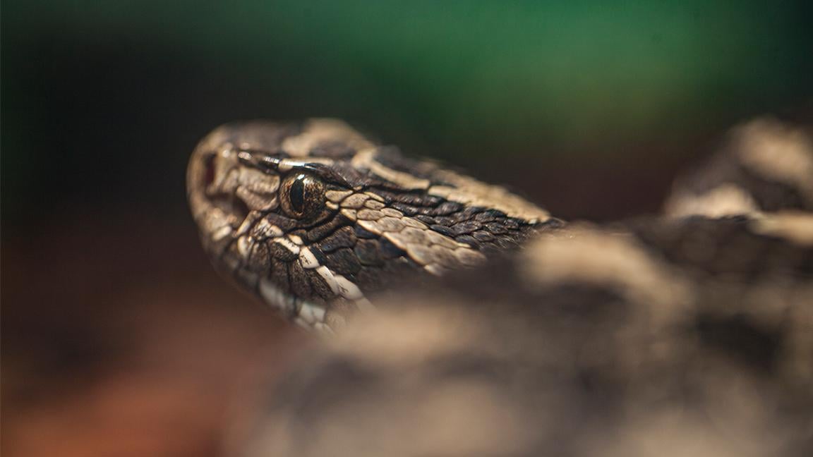 Venomous Illinois Rattlesnake Gets Federal Protection | Chicago News | WTTW Venomous Illinois Rattlesnake Gets Federal Protection | Chicago News | WTTW