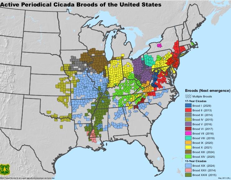 There are 15 broods of periodical cicadas in the U.S., clustered in the country's mid-section. (Courtesy of USDA Forest Service) 