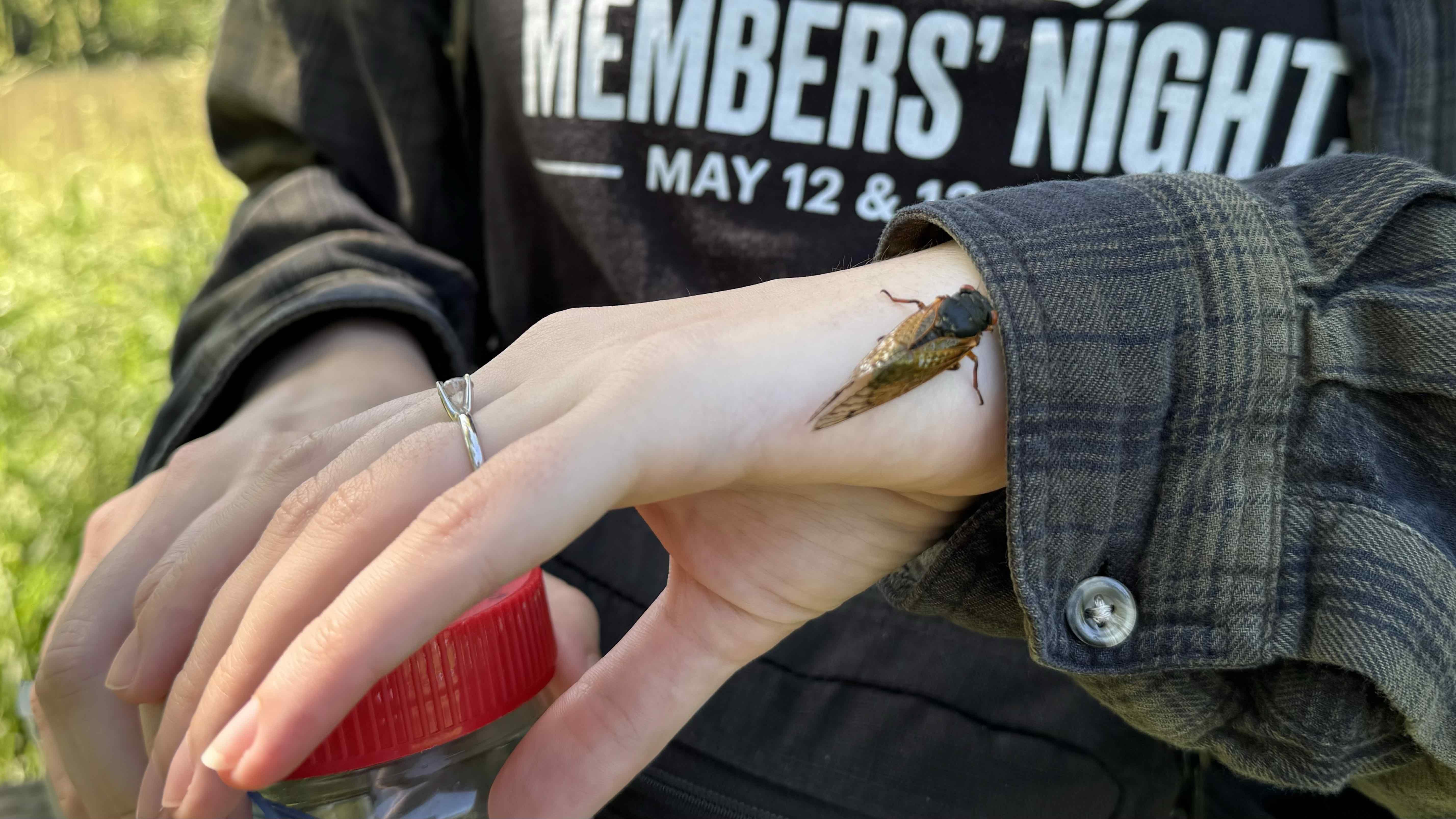 As bug hunting goes, cicadas make things easy. (Patty Wetli / WTTW News)